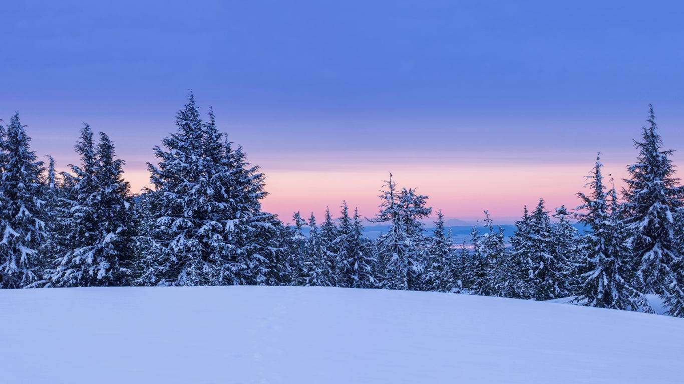 Download 1366 X 768 Winter Forest Sunset Wallpaper
