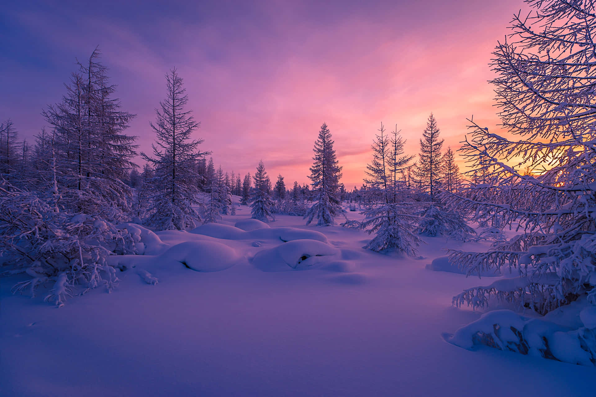 Download A pictureque snowy forest in the winter