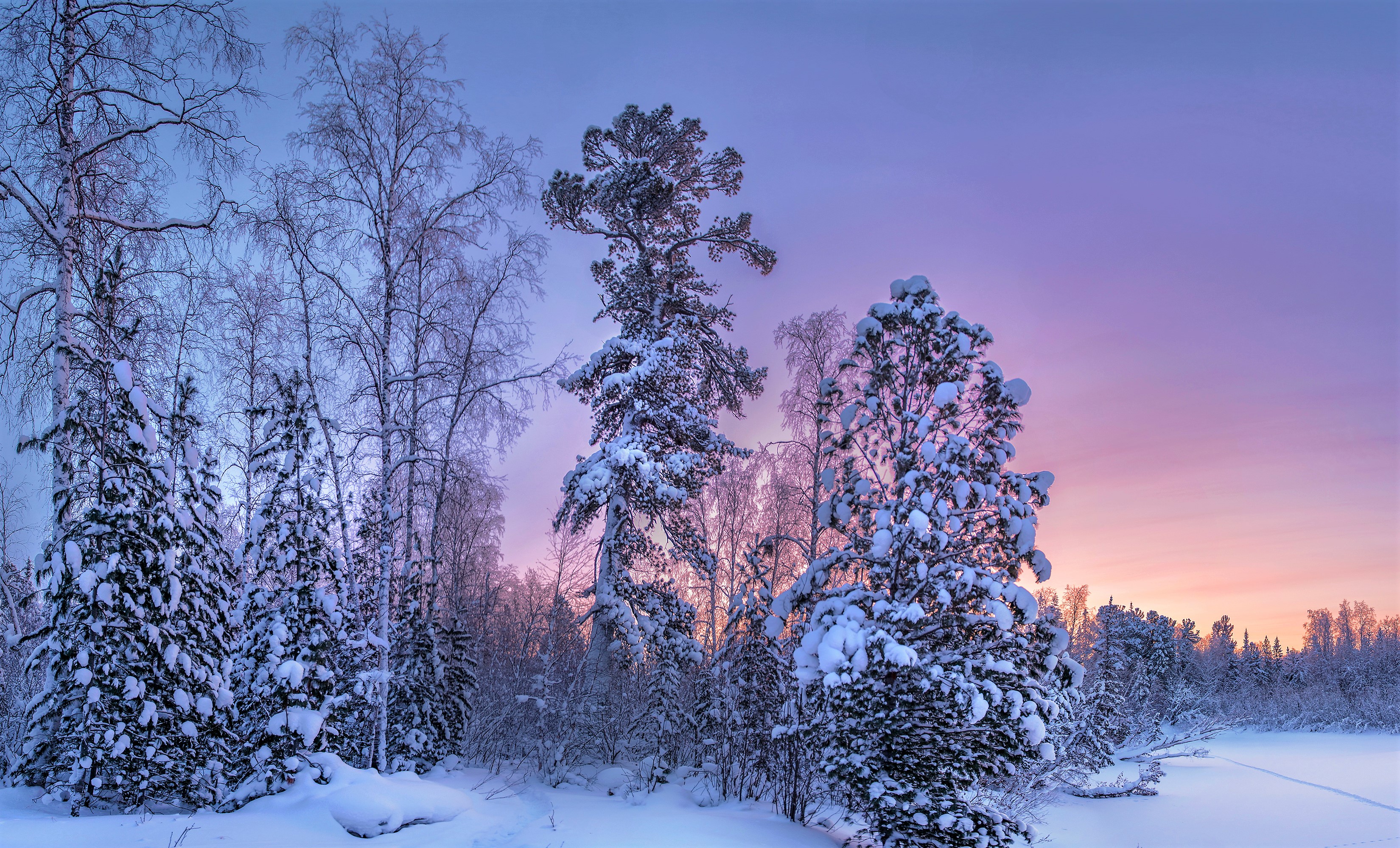 Winter Forest Sunset