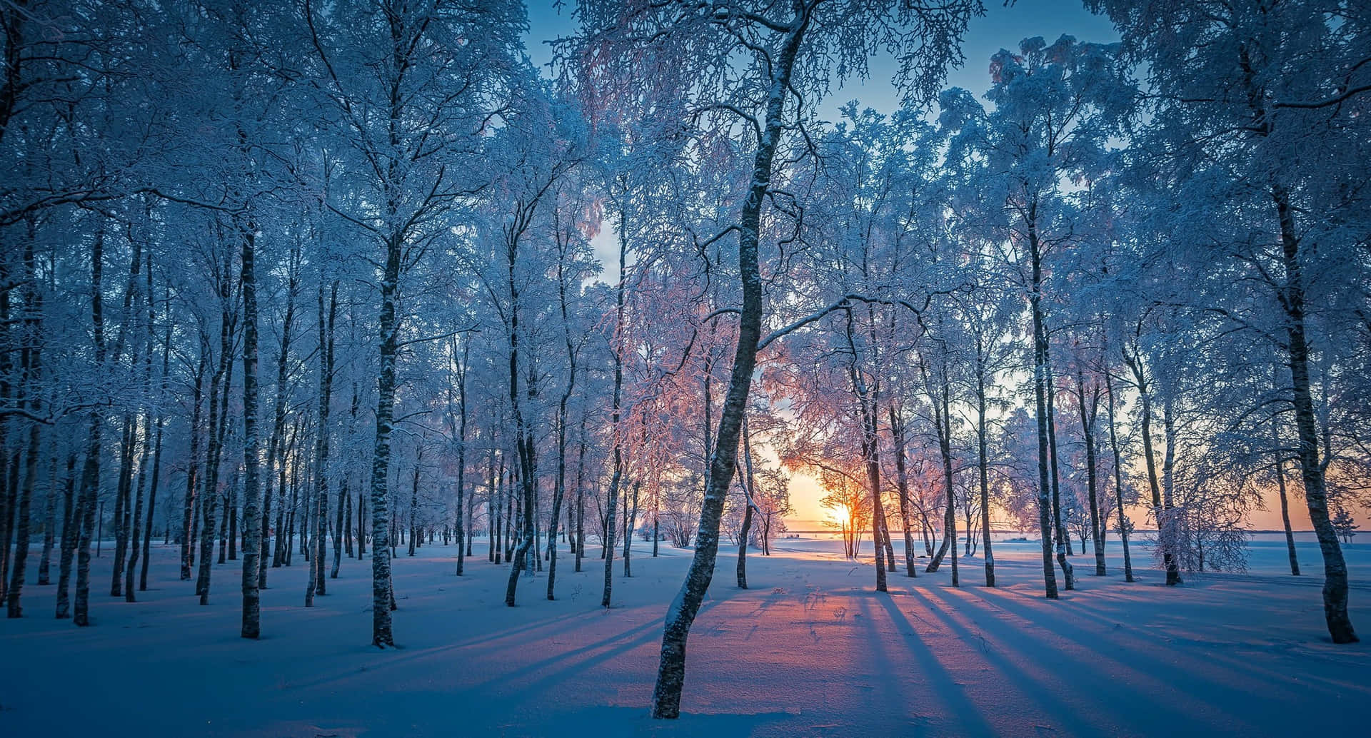 Download Winter Forest During Sunset Laptop Wallpaper