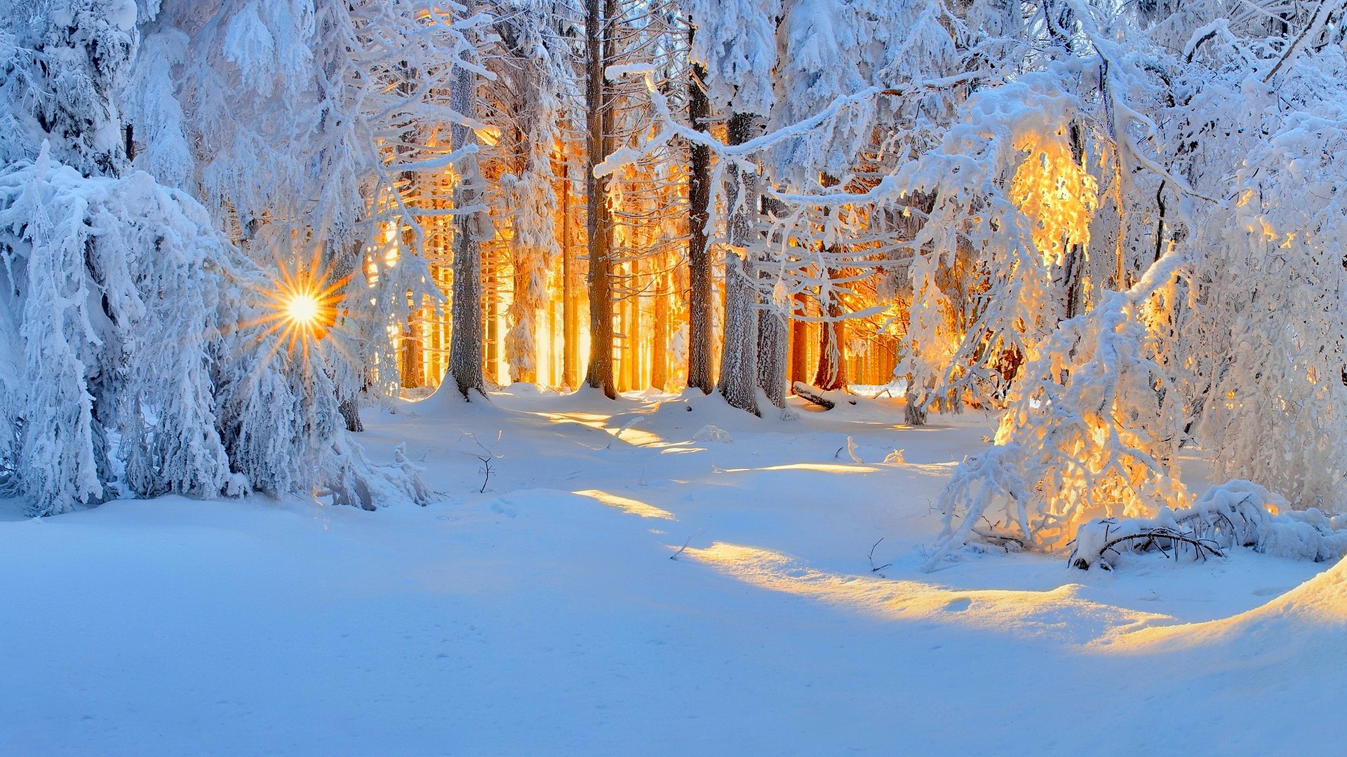 Winter Forest Sunset