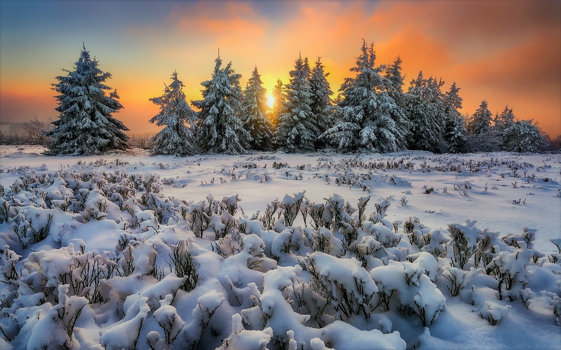 HD desktop wallpaper: Winter, Sunset, Snow, Forest, Earth download free picture