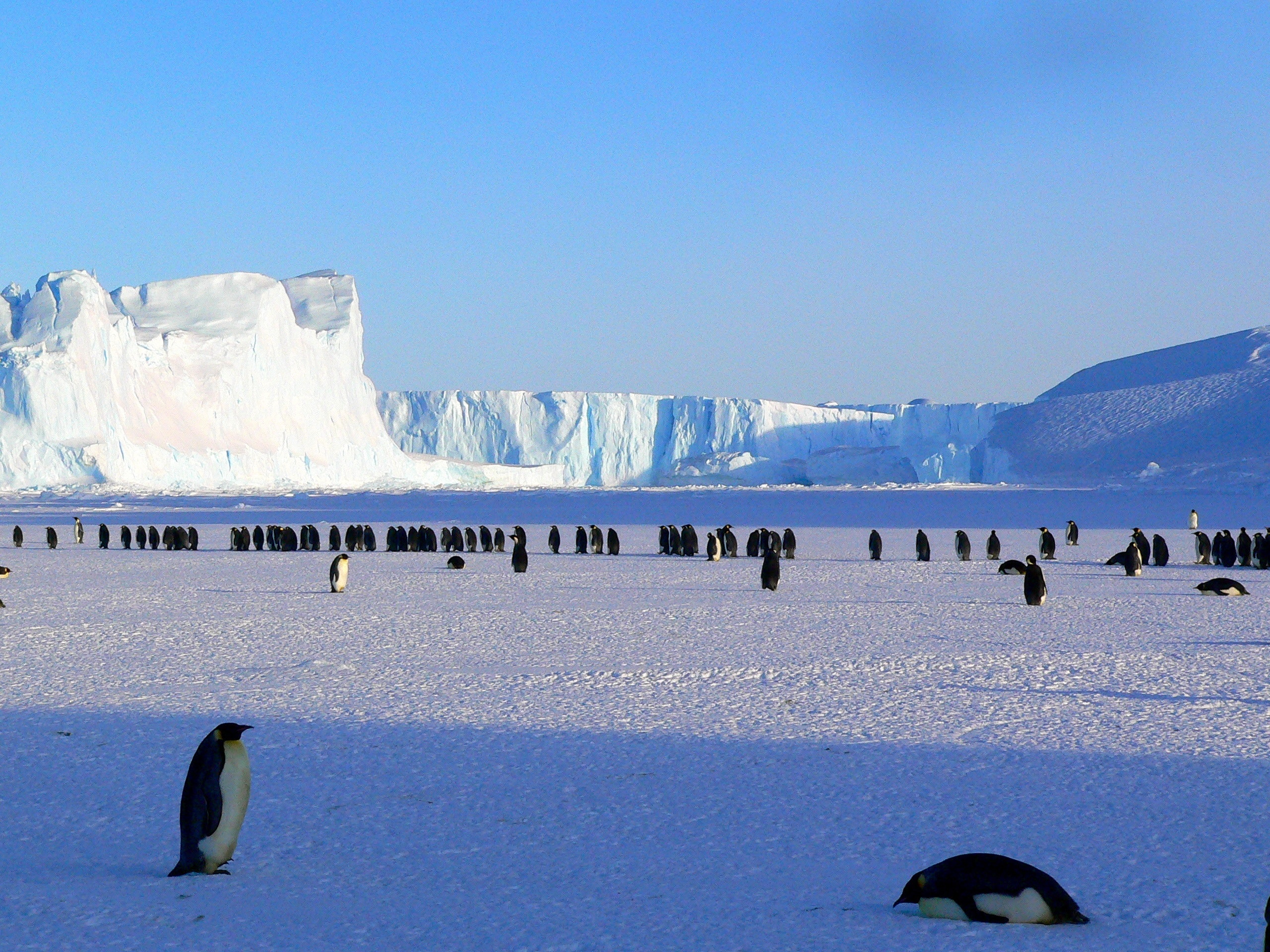 Emperor Penguin Photo, Download