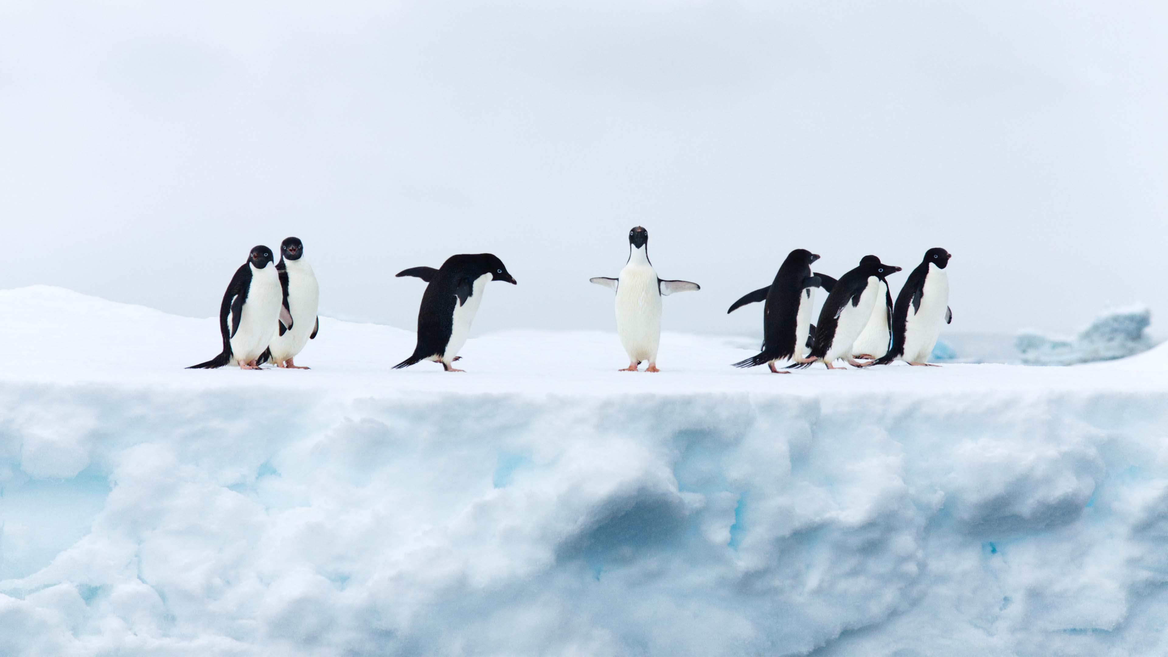 Antarctica Trip with Silversea Cruises to Ushuaia [5120 x 3840]