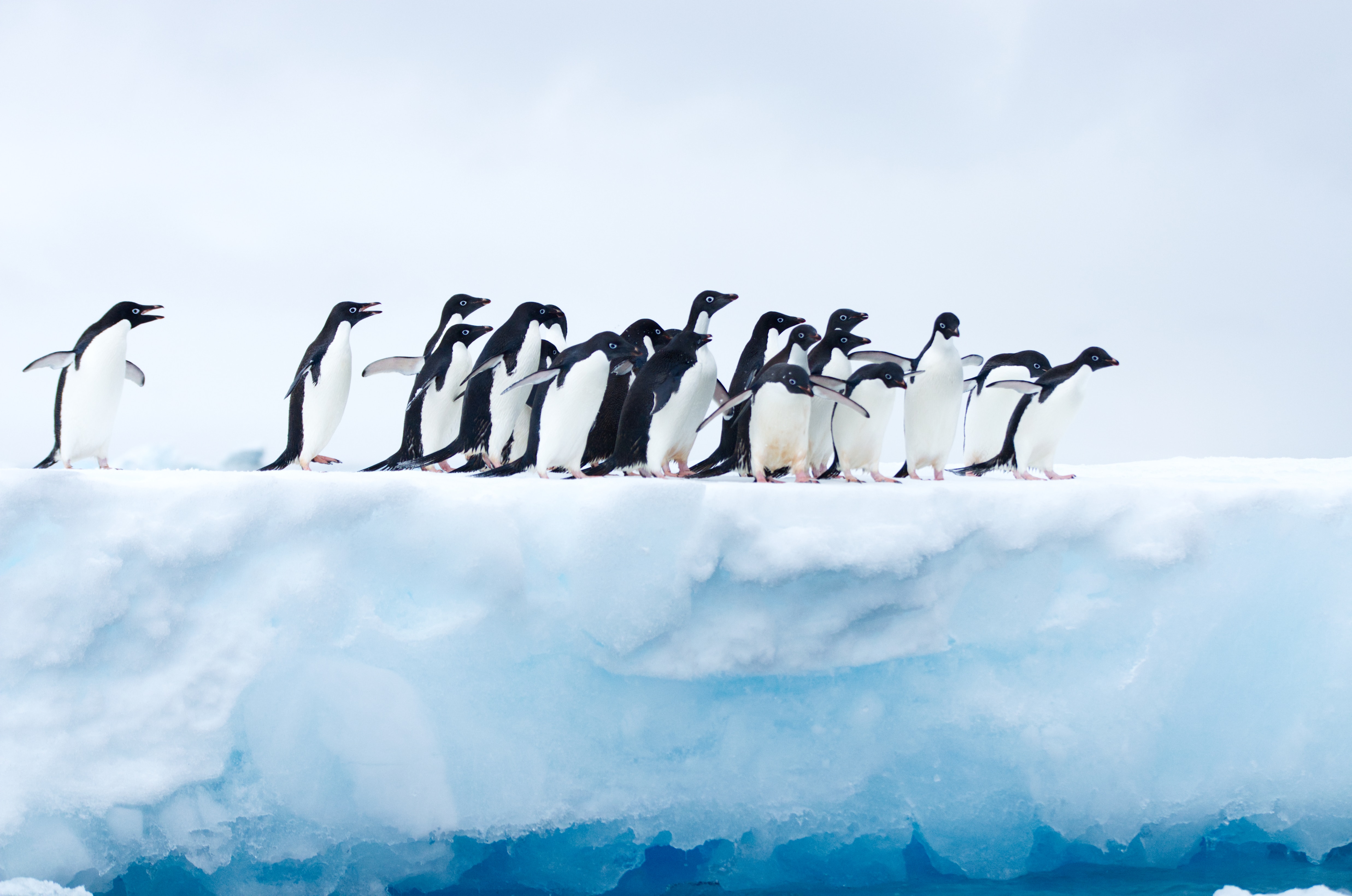 Penguins In Antarctica, HD Animals, 4k Wallpaper, Image, Background, Photo and Picture