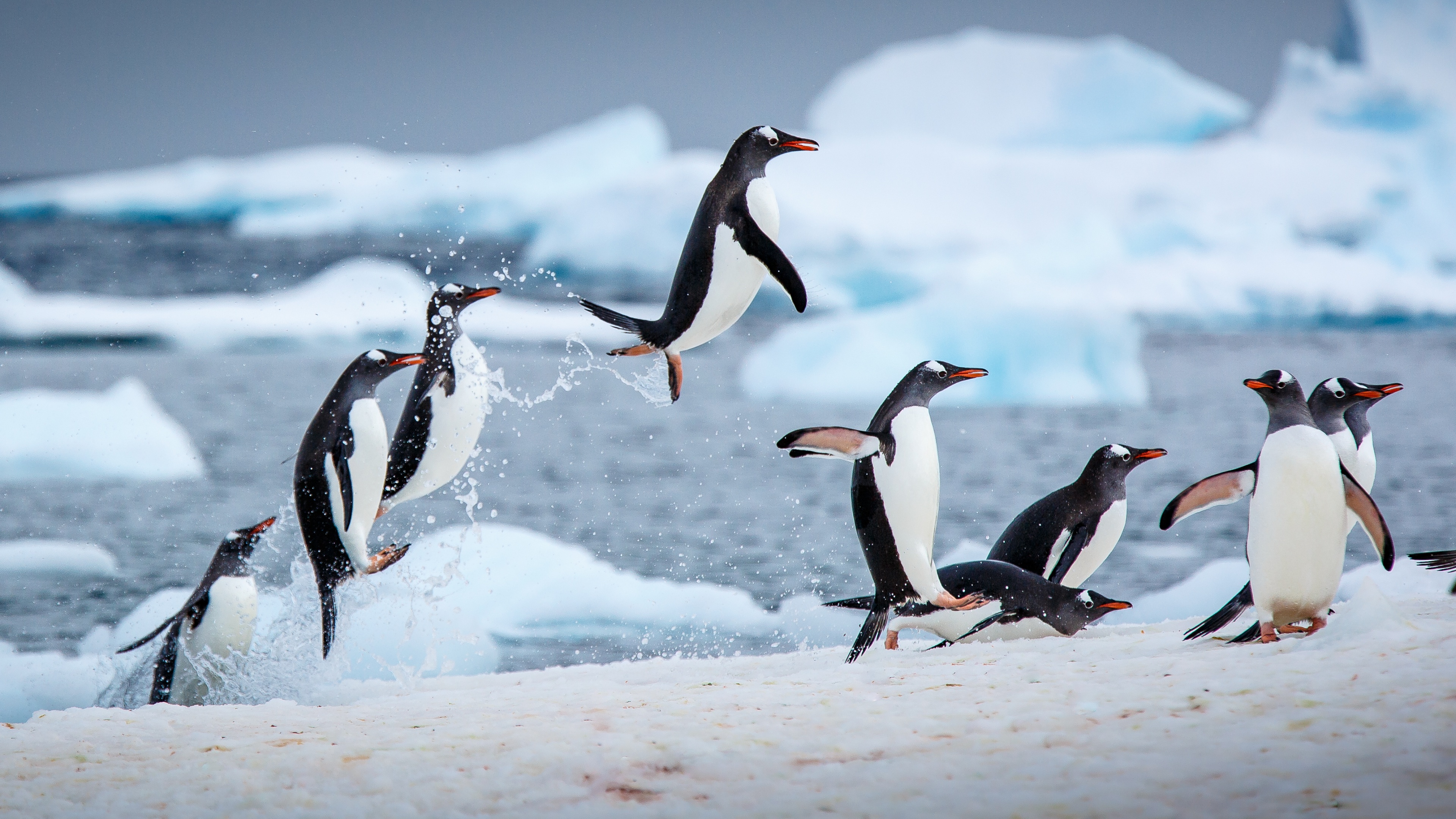 Gentoo penguins Wallpaper 4K