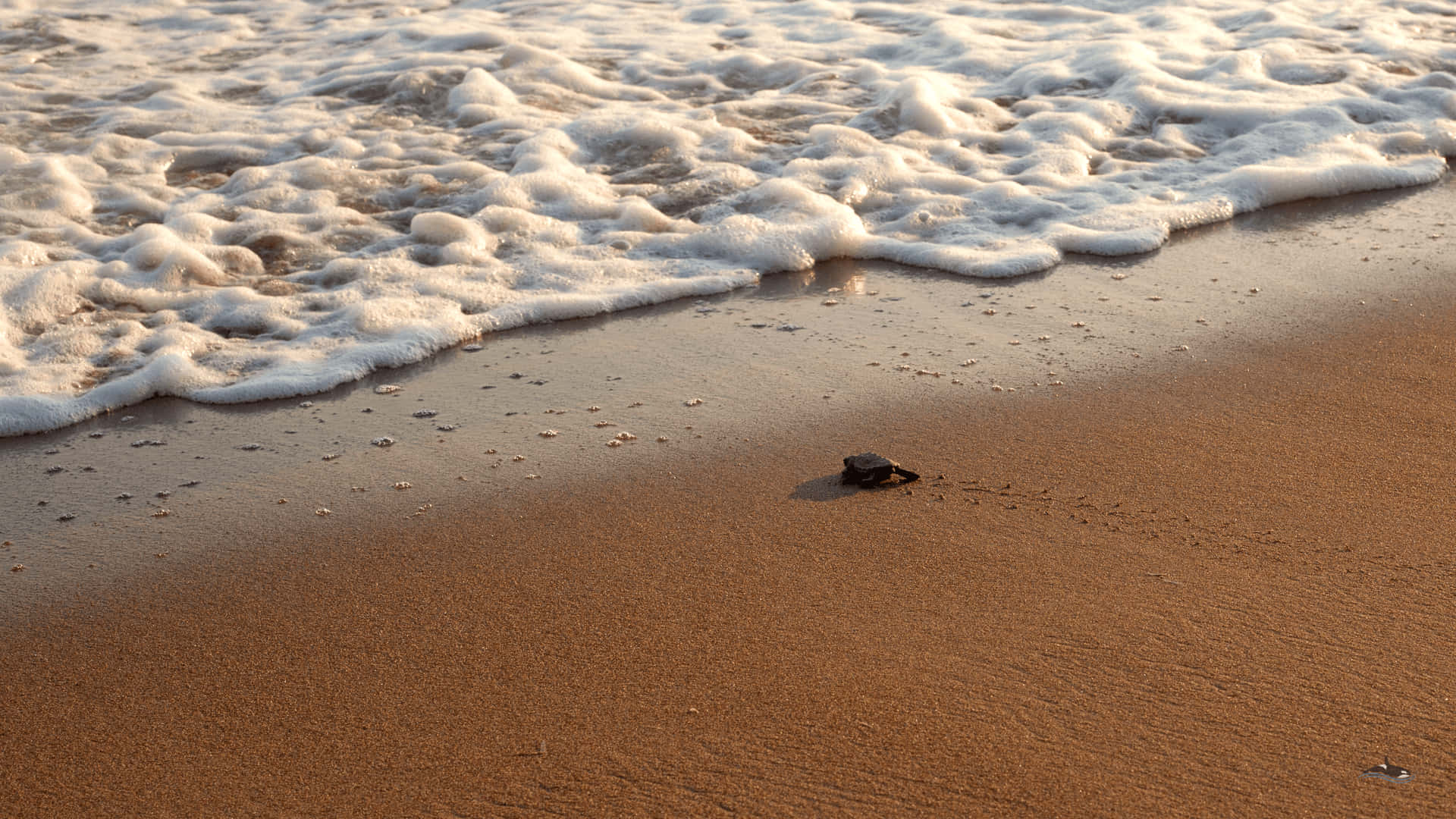 Download A newborn baby turtle takes its first steps Wallpaper