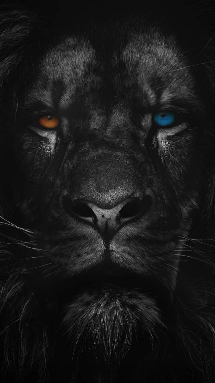 iPhone Wallpaper for iPhone 8, iPhone 8 Plus, iPhone 6s, iPhone 6s Plus, iPhone X and iPod Touch High. Lion wallpaper, Lion live wallpaper, Lion wallpaper iphone