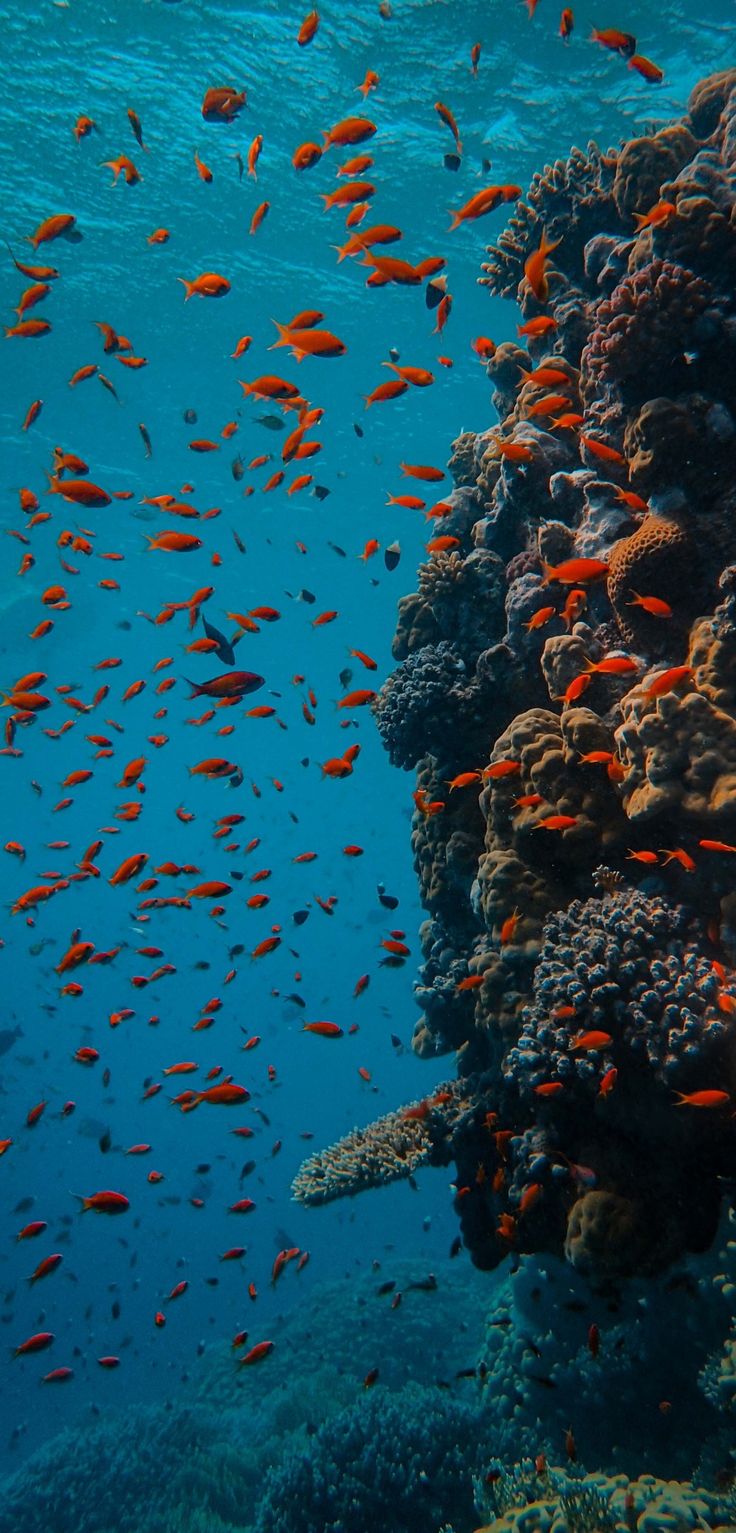 Jellycat Vibes. iPhone wallpaper underwater, Black wallpaper iphone dark, Dark phone wallpaper