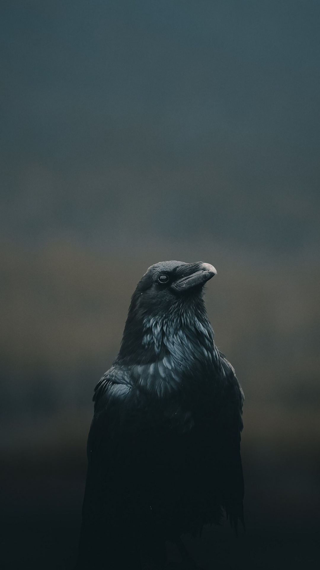 Raven HD Wallpaper Raven HD Wallpaper Download