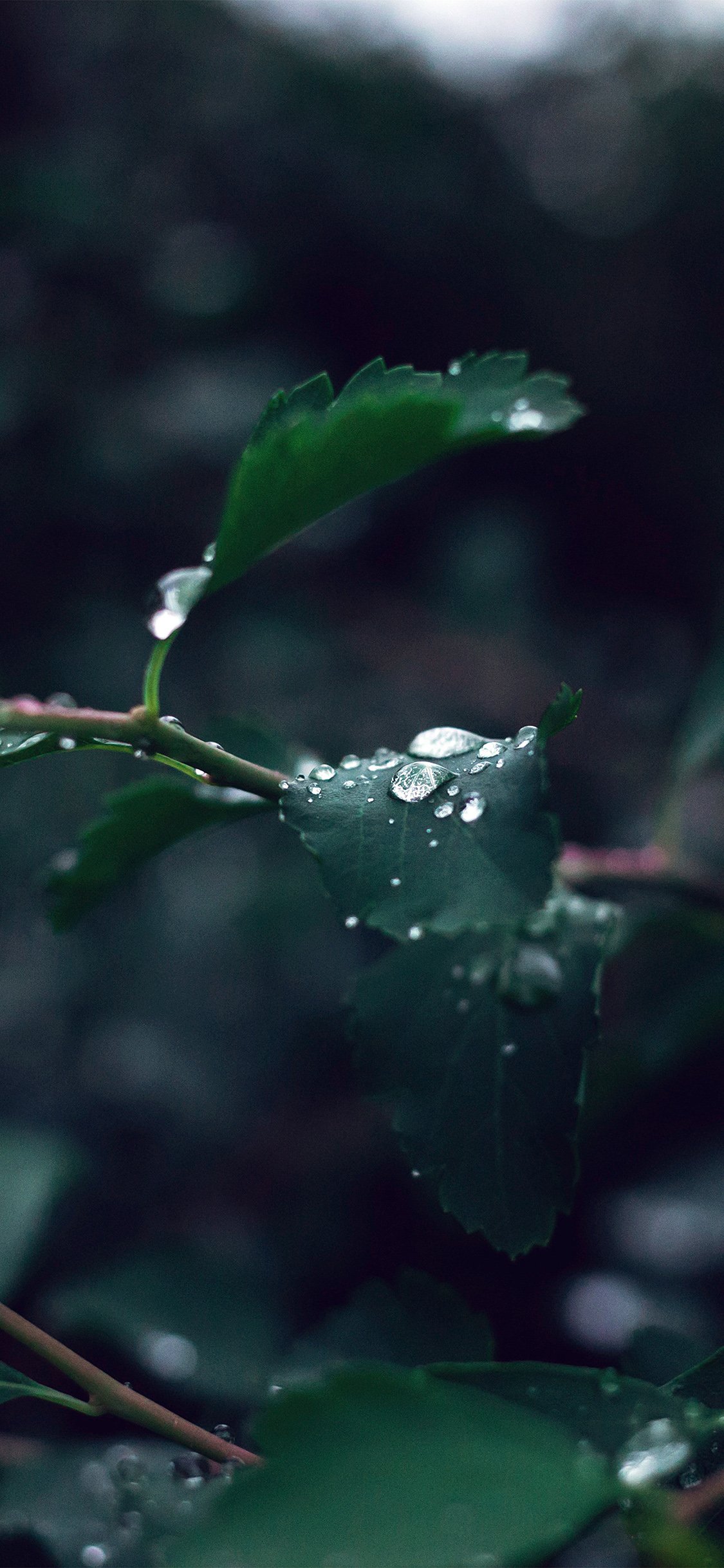 Leaf Water Rain Nature Green Dark Wallpaper
