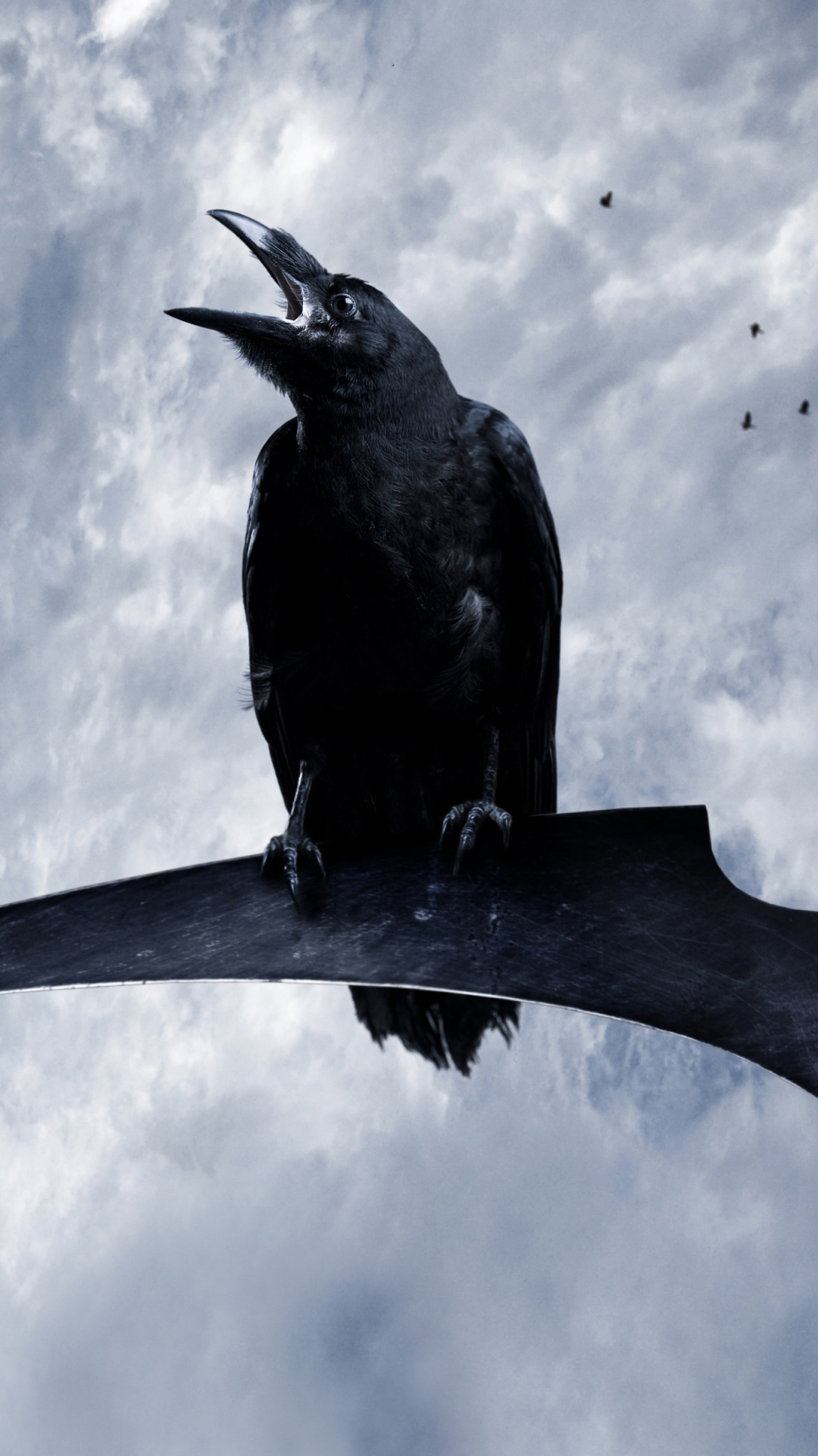 Mobile wallpaper: Birds, Bird, Animal, Raven, Crow, Scythe, 1119888 download the picture for free