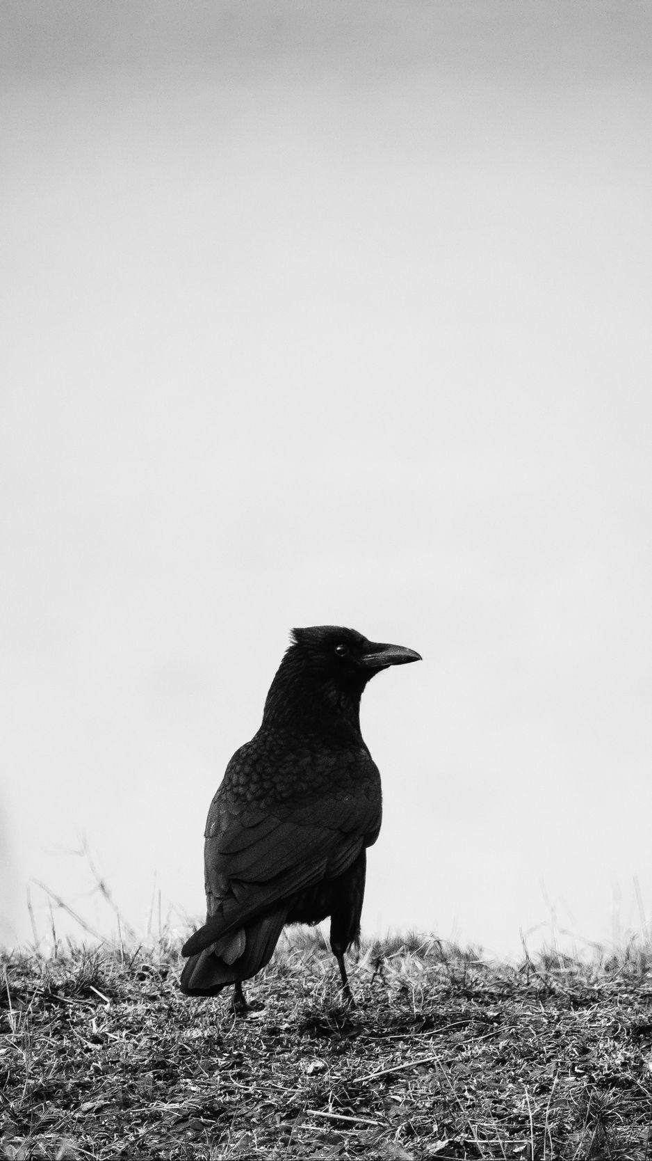 Raven iPhone Wallpaper