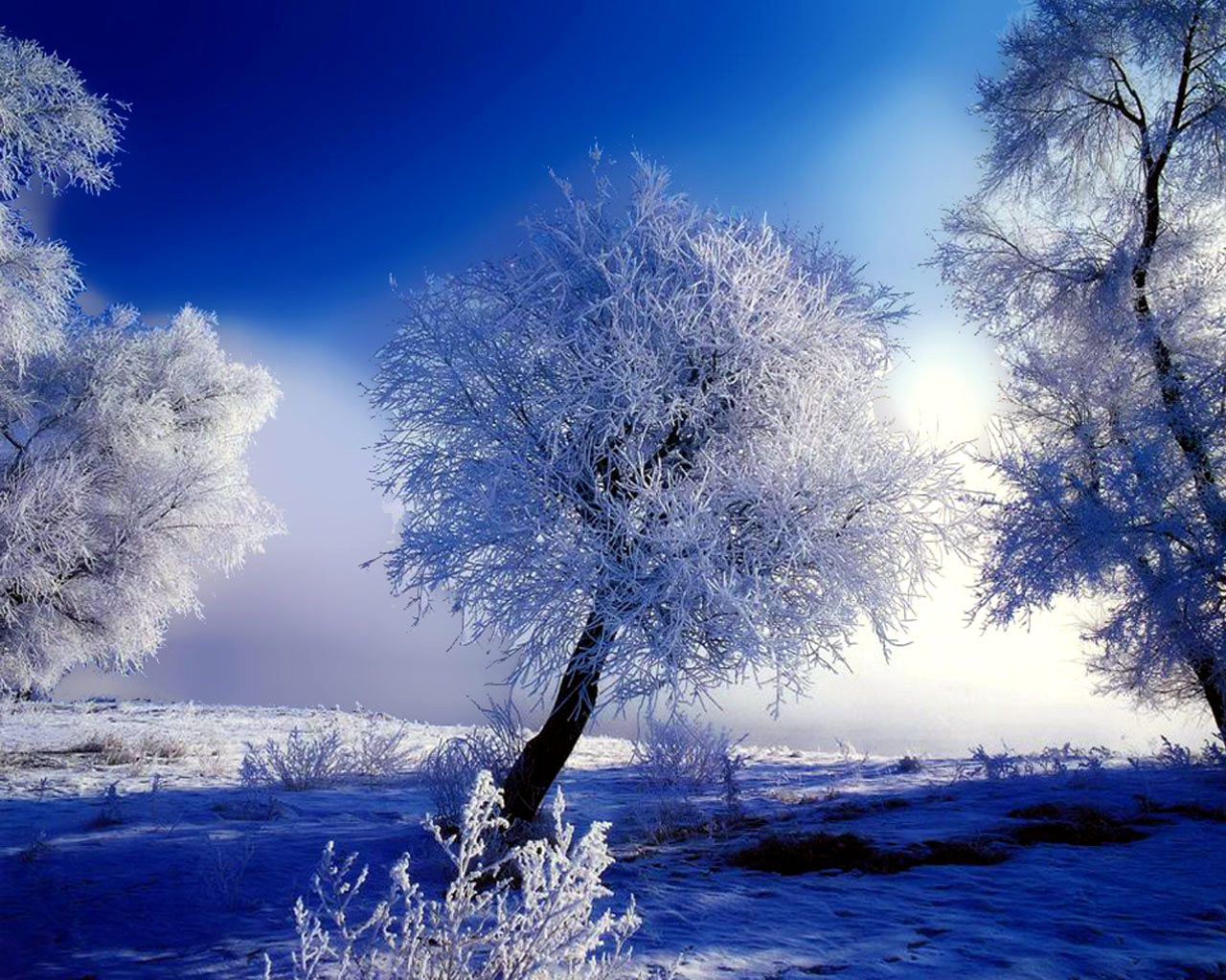 Winter scene Wallpaperx1024