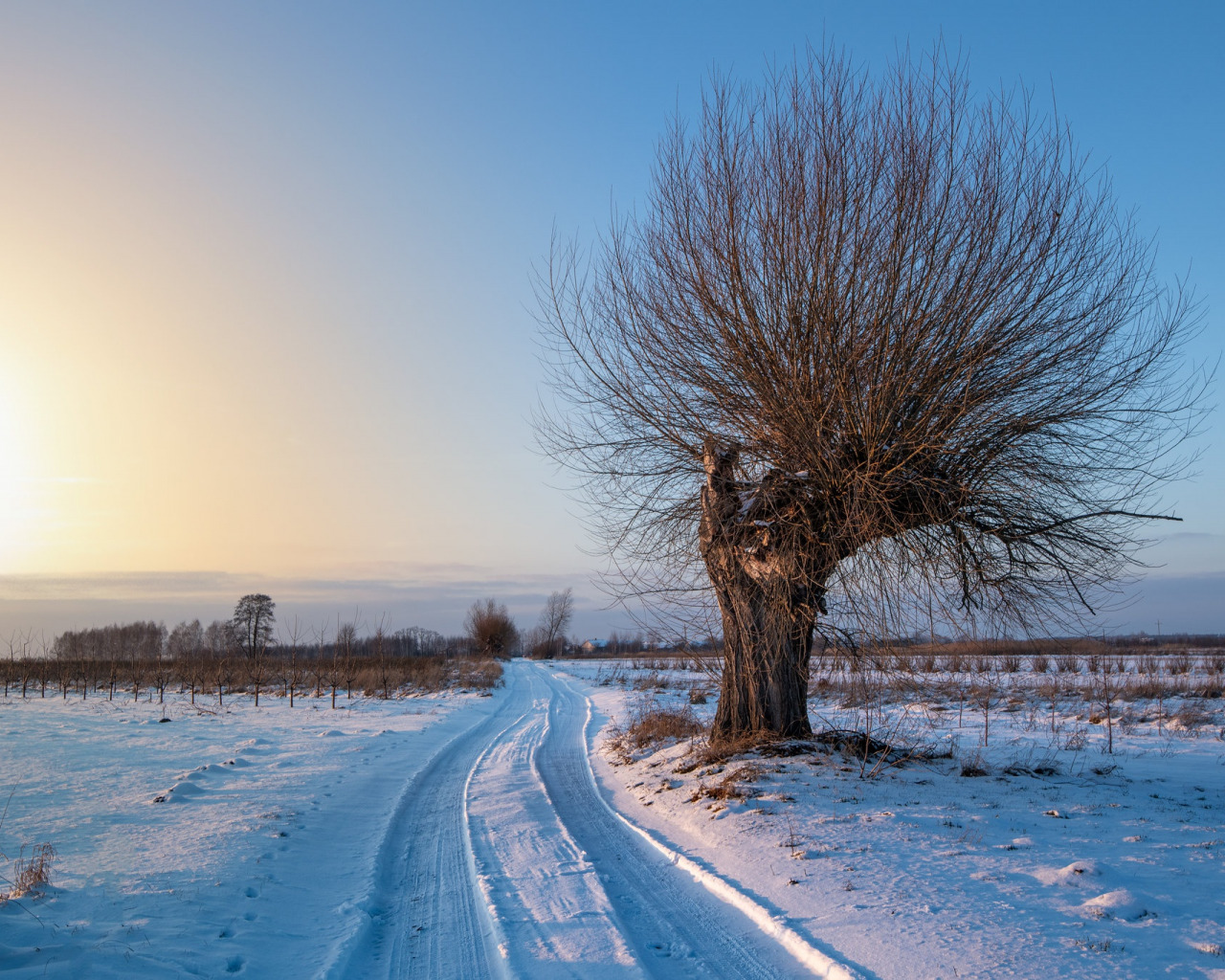Download wallpaper winter, field, snow, tree, section landscapes in resolution 1280x1024