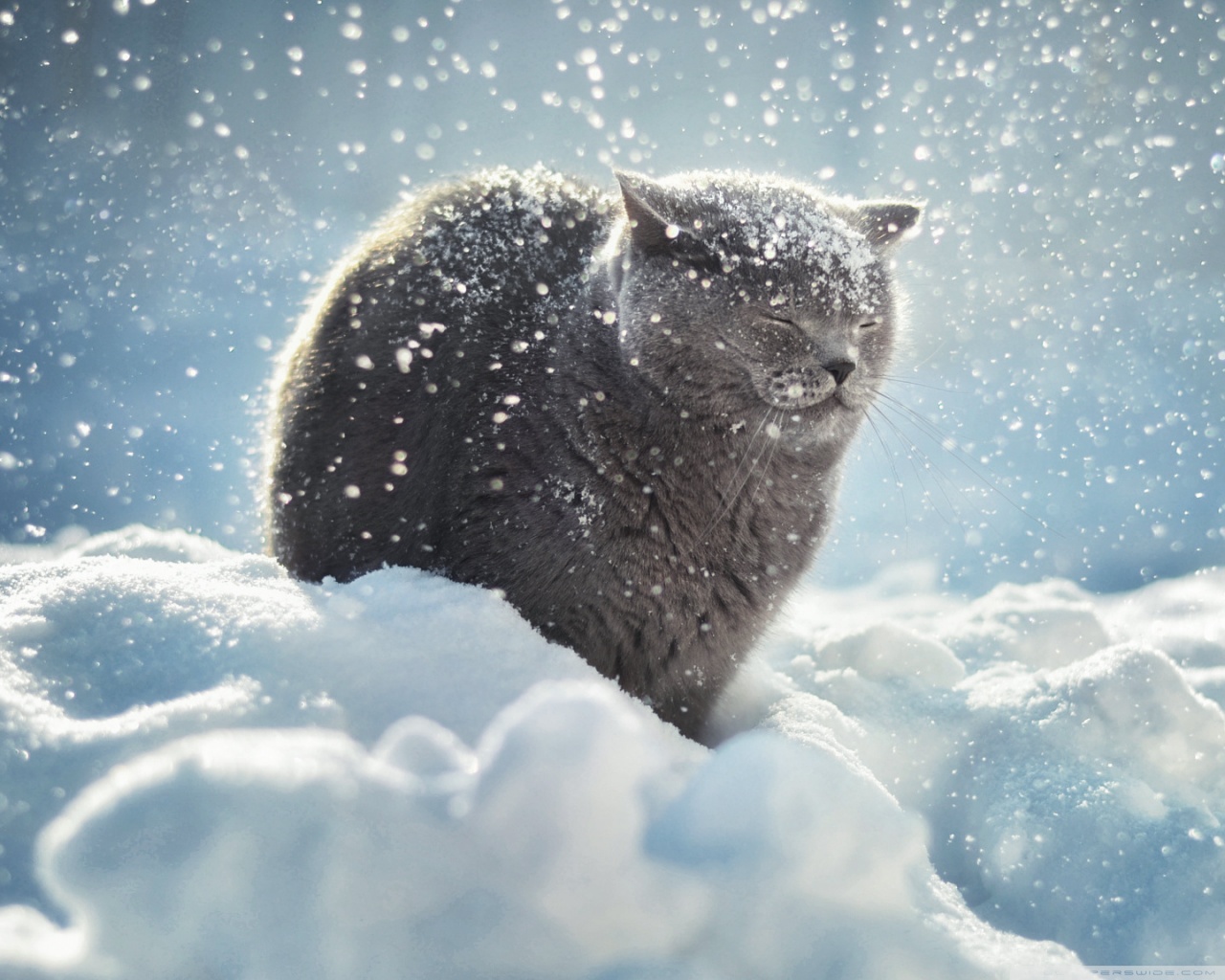 Winter Cat Ultra HD Desktop Background Wallpaper for 4K UHD TV, Widescreen & UltraWide Desktop & Laptop, Tablet