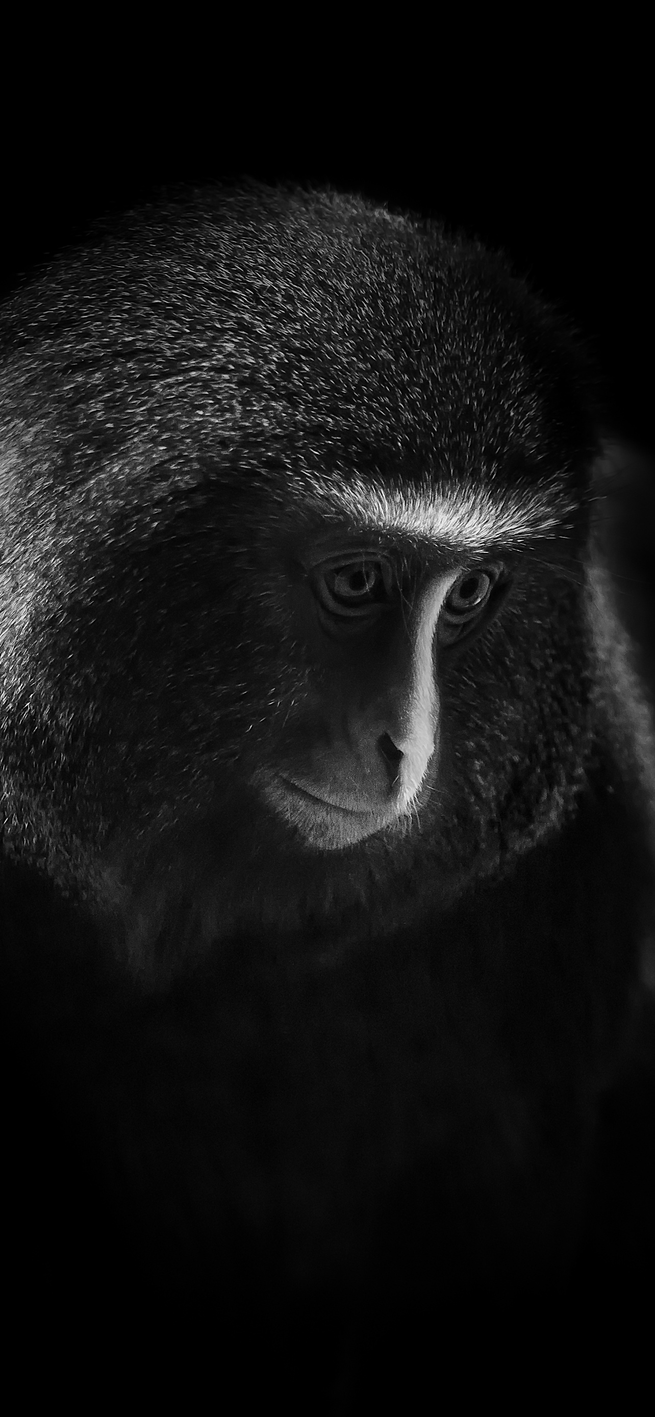Hamlyn's Monkey Wallpaper 4K, Owl Faced Monkey, Dark