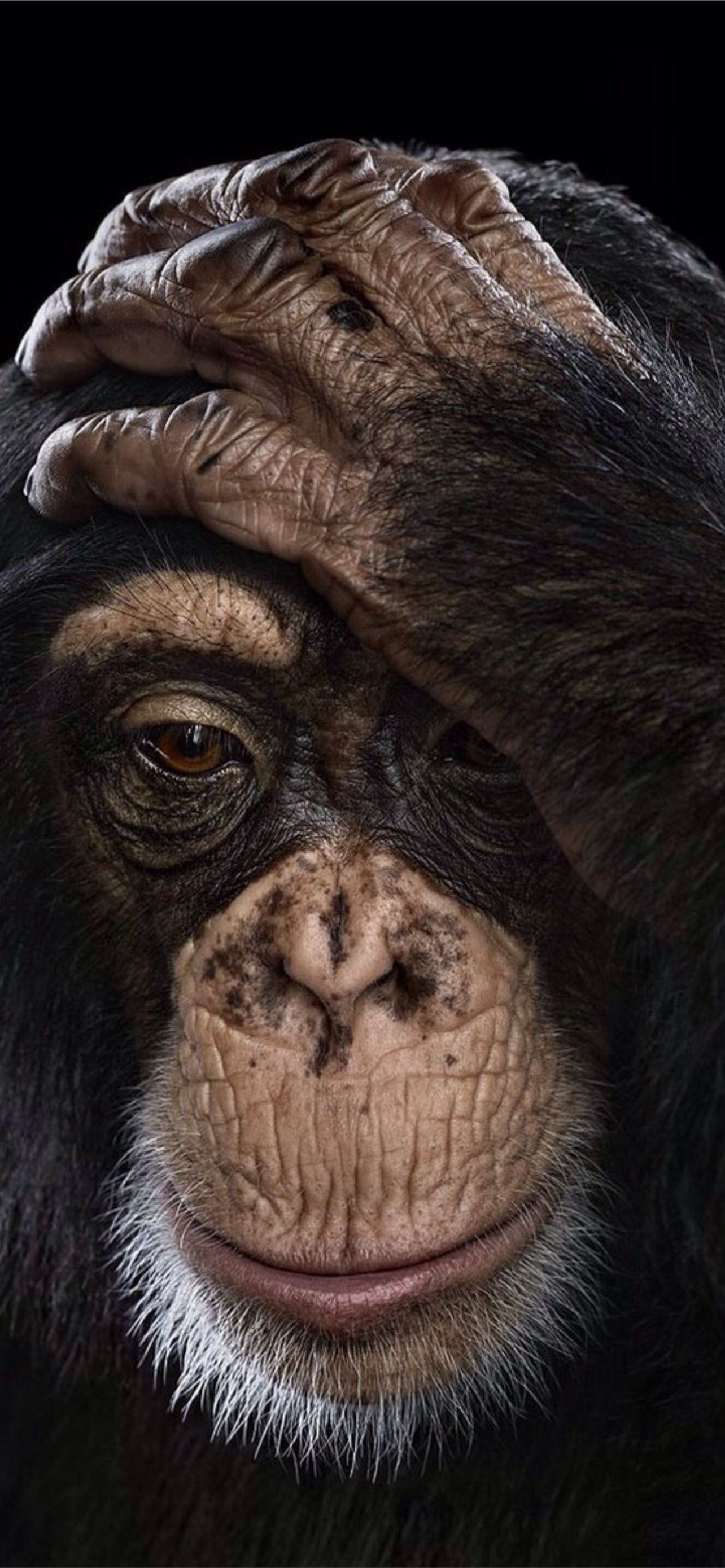 chimpanzee iPhone Wallpaper. Amazing animal picture, Animals beautiful, Monkey picture