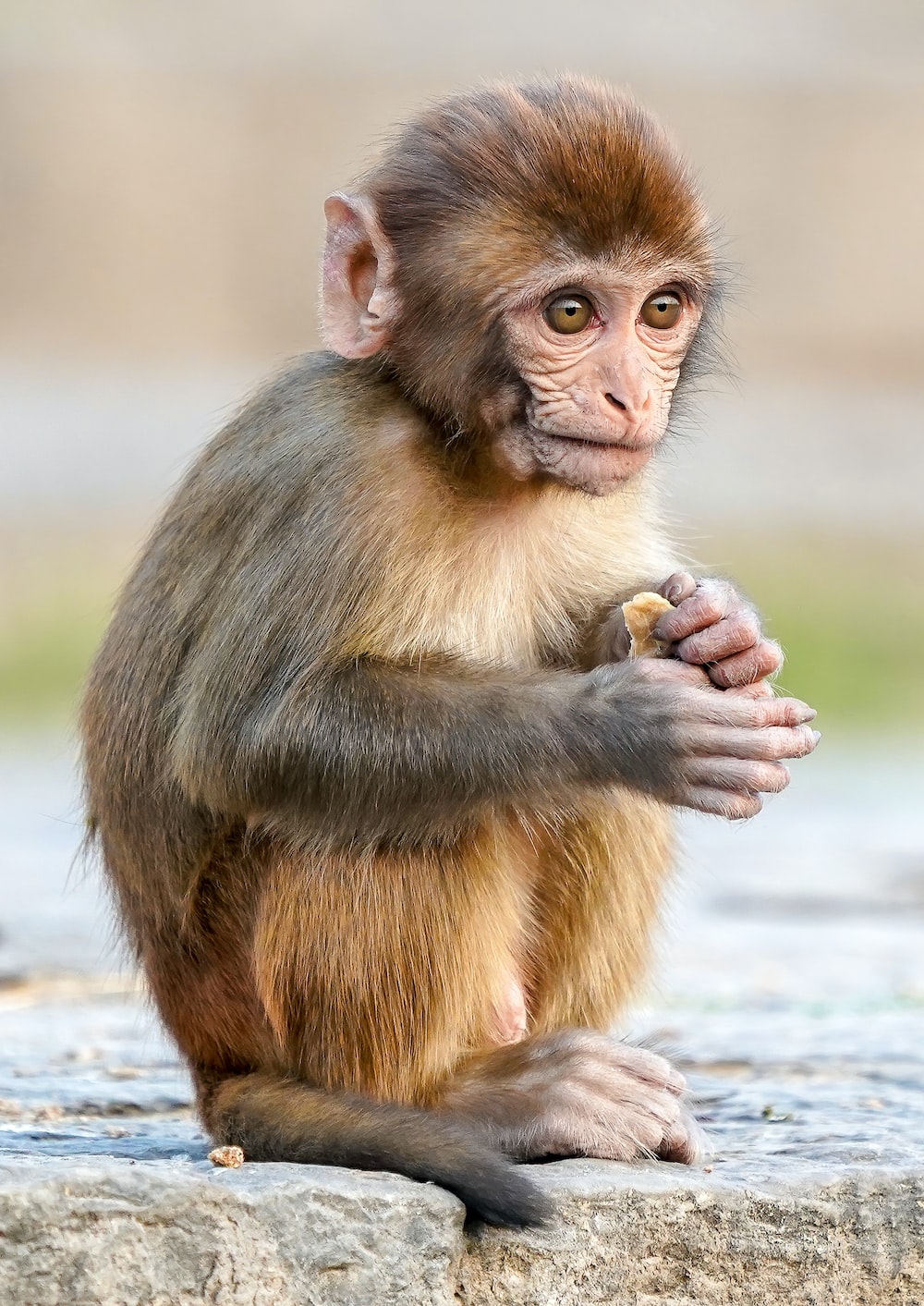 Monkey Picture [HD]. Download Free Image