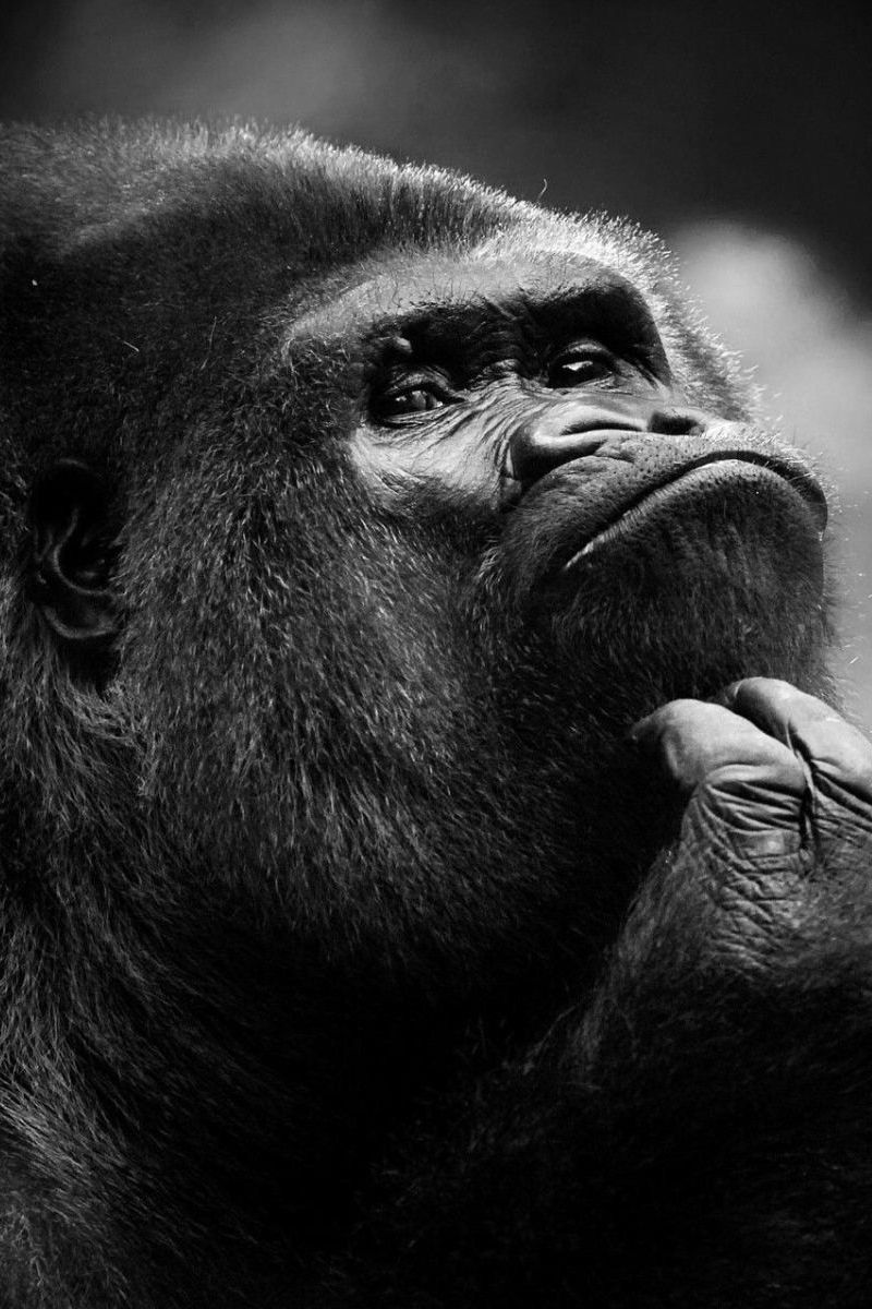 Download Wallpaper 800x1200 Chimpanzee, Monkey, Face, Dark Iphone 4s 4 For Parallax HD Background