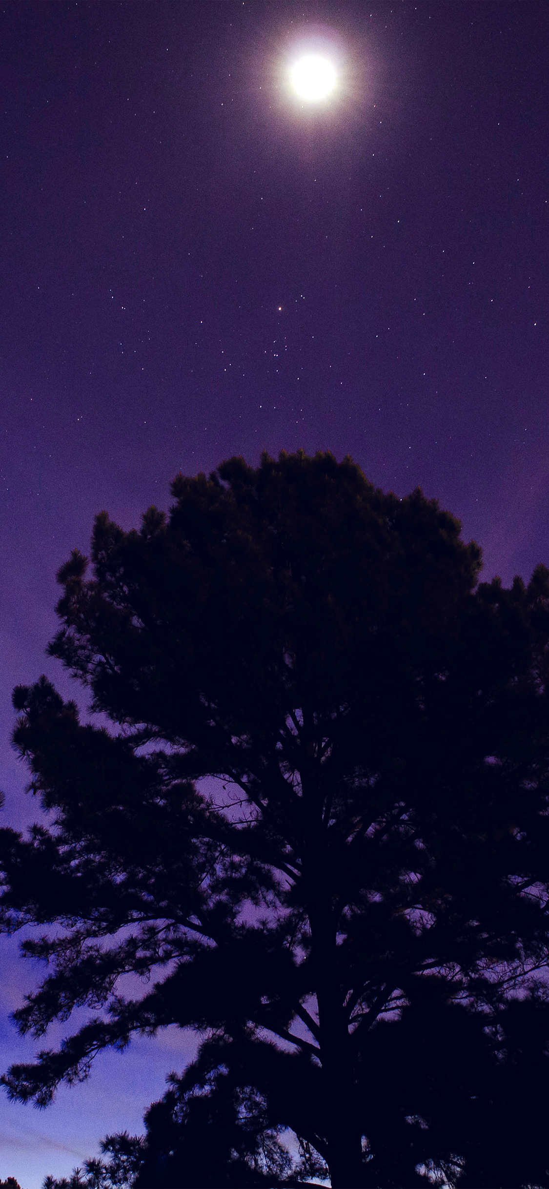 One Star Shine Night Dark Blue Sky Wood Purple Wallpaper