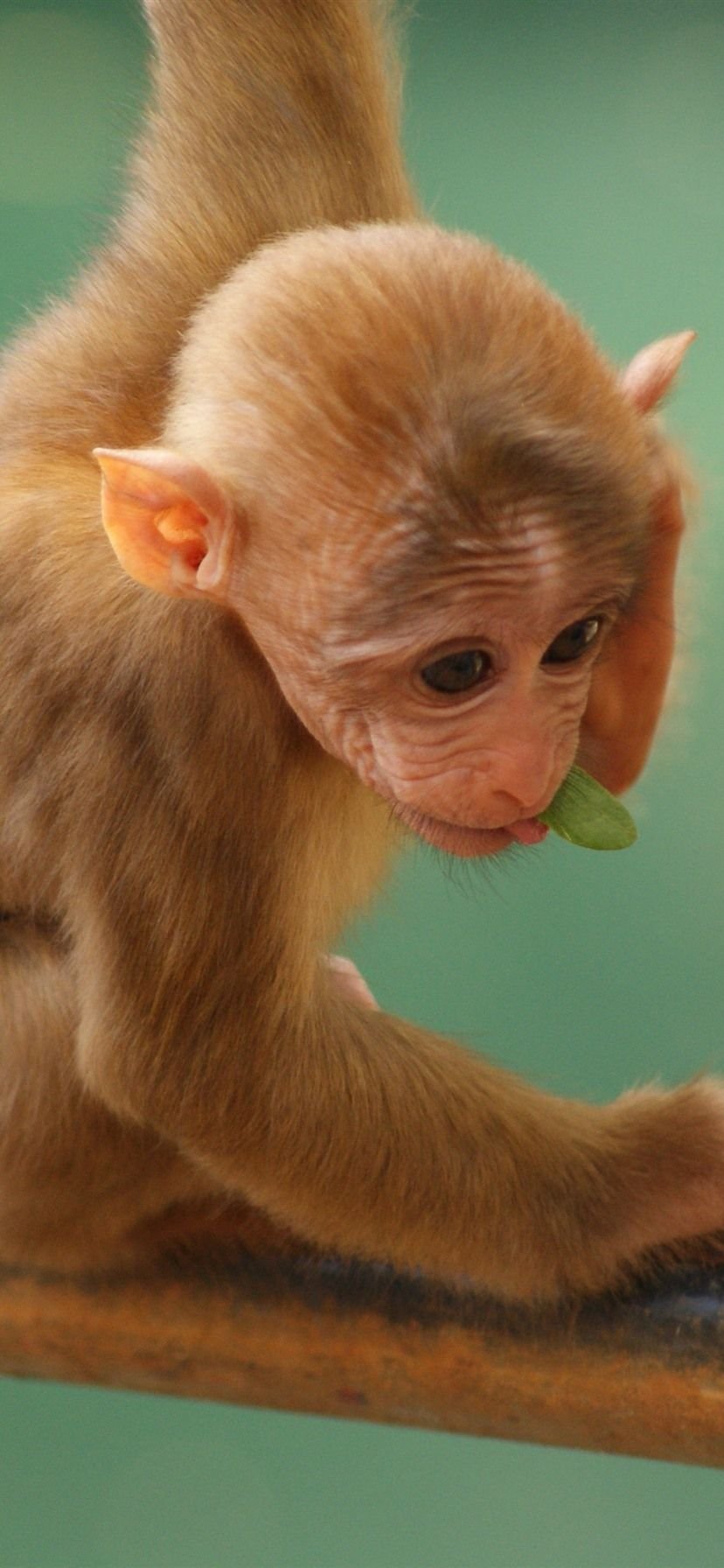 Cute little monkey Wallpaper Download