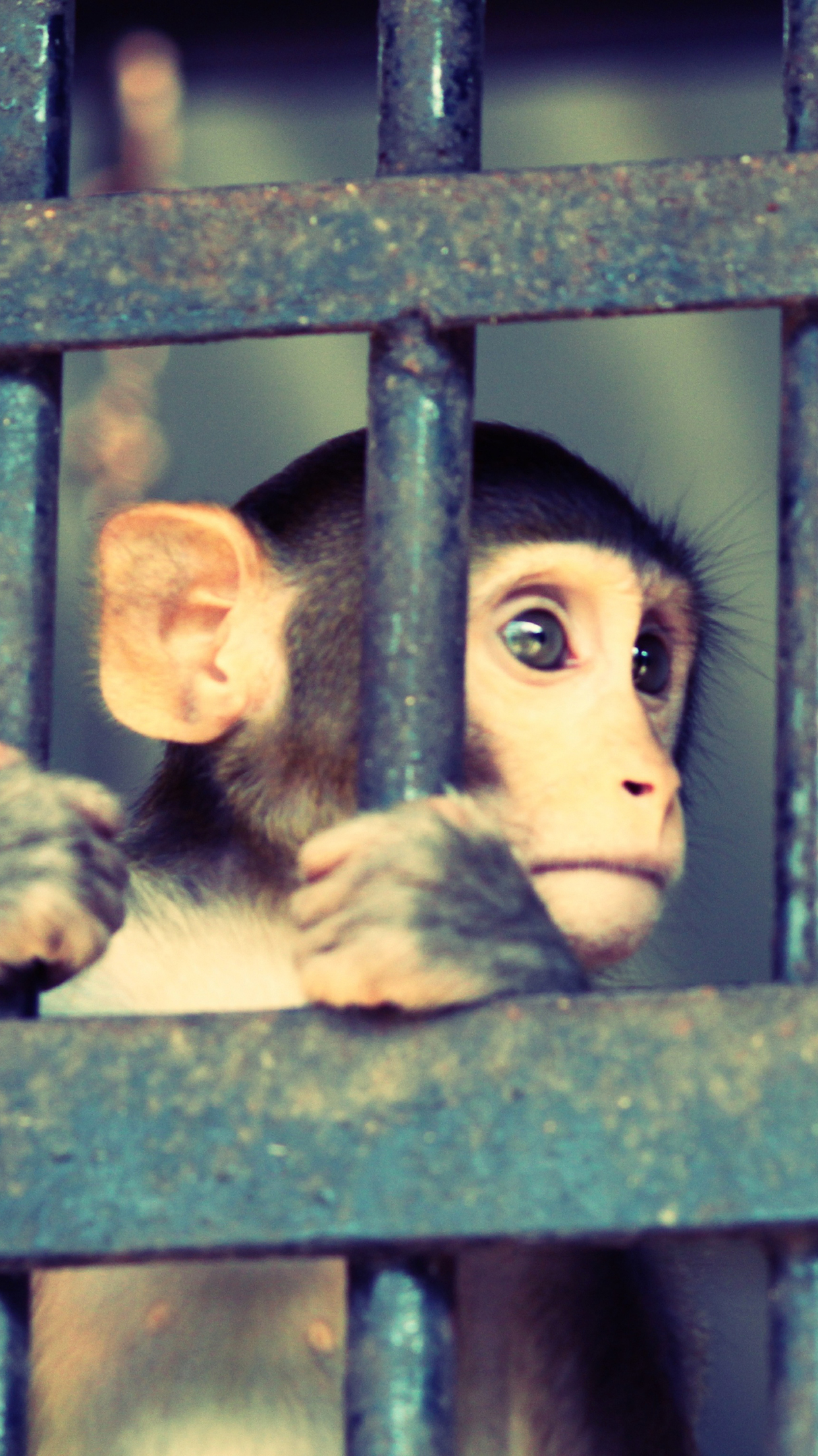 Monkey Jail Wallpaper for iPhone 11, Pro Max, X, 8, 7, 6