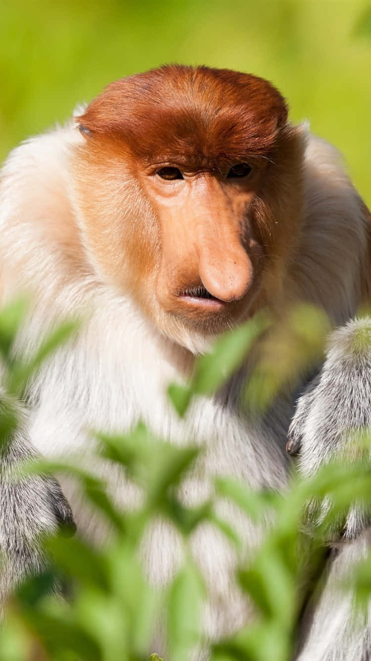 Download A Monkey With A Long Nose Is Sitting In The Grass Wallpaper