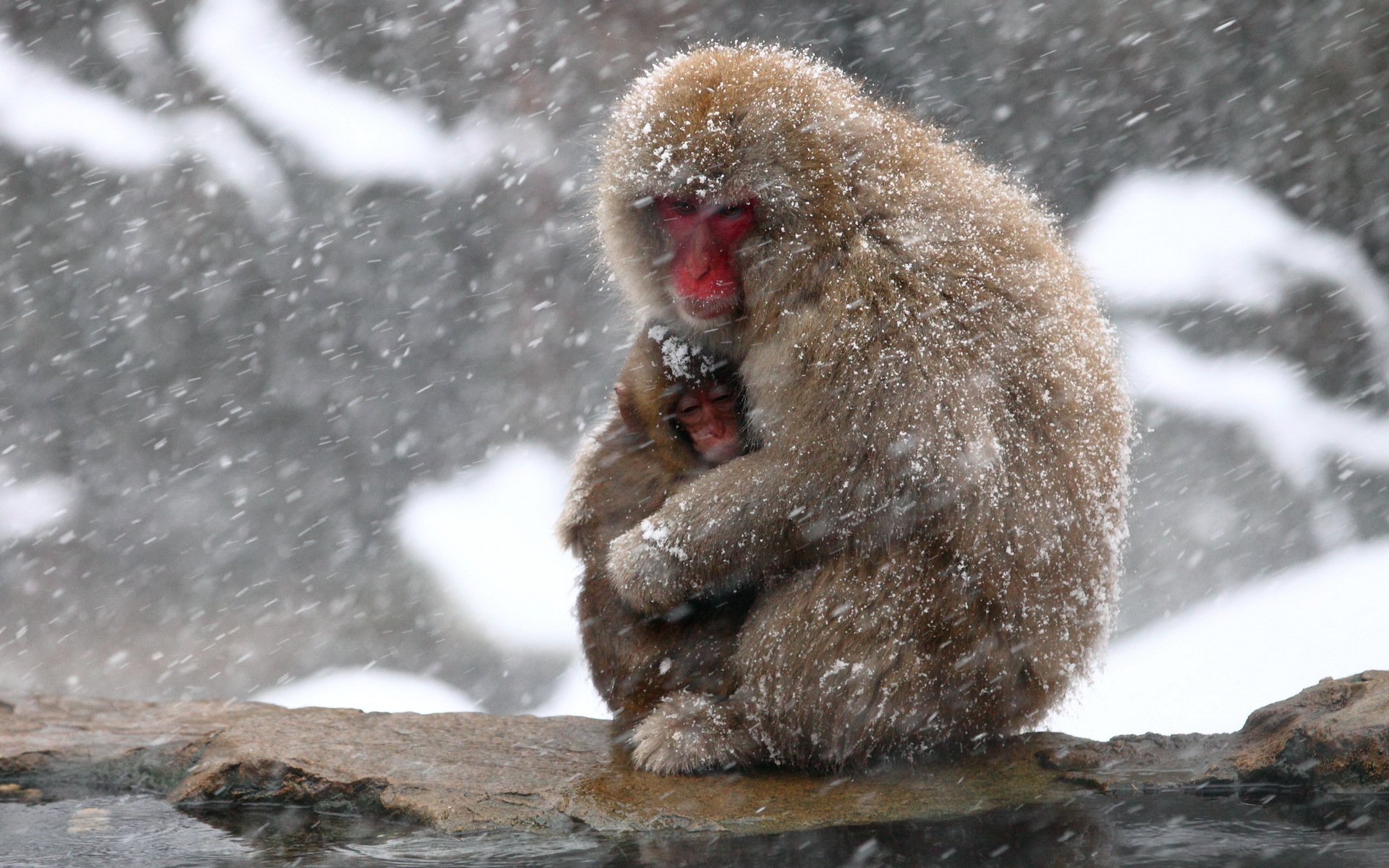 Download Animal Japanese Macaque Snow