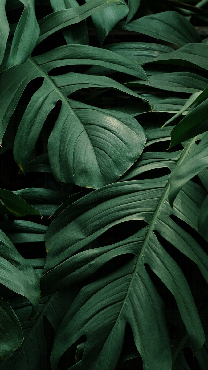 Monstera iPhone Wallpaper Image Wallpaper