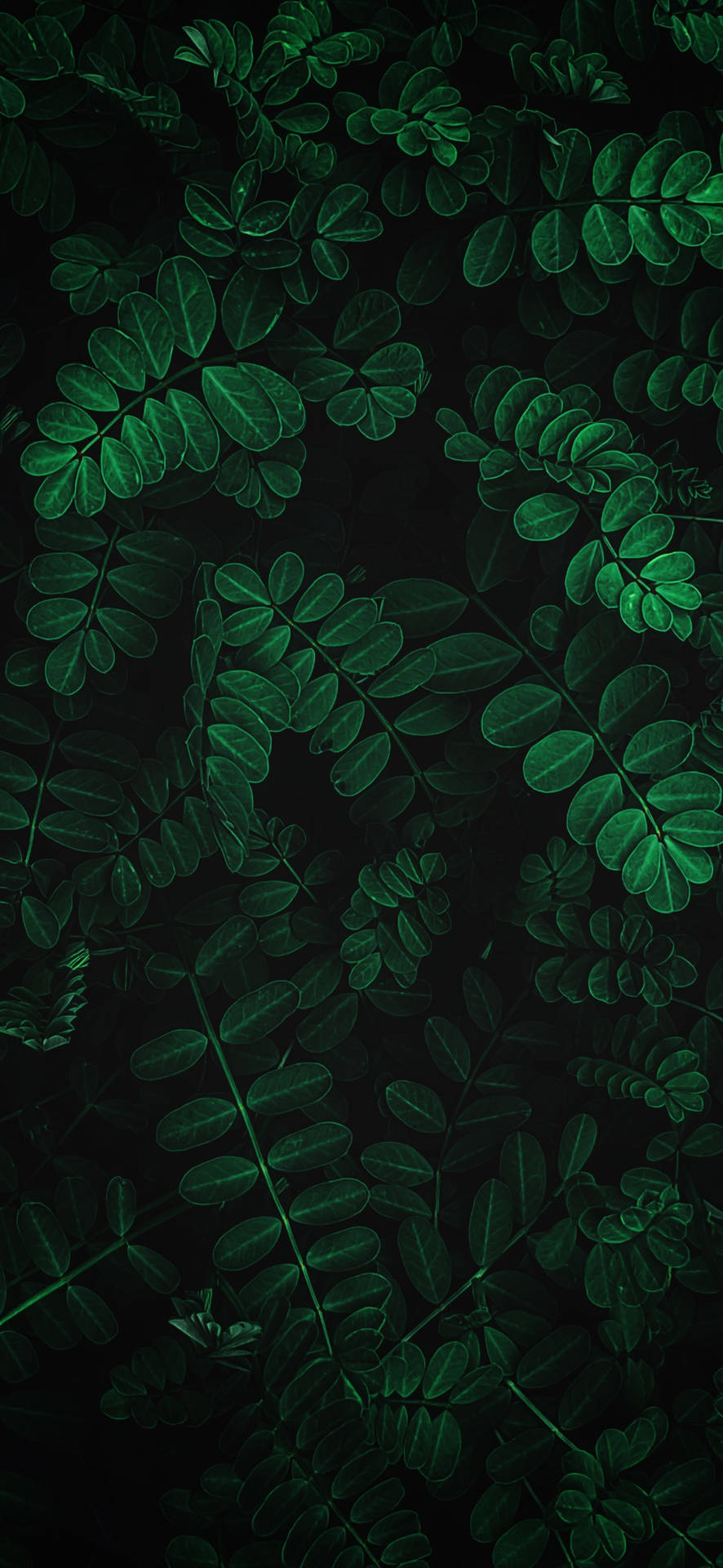 Plant iPhone Wallpaper