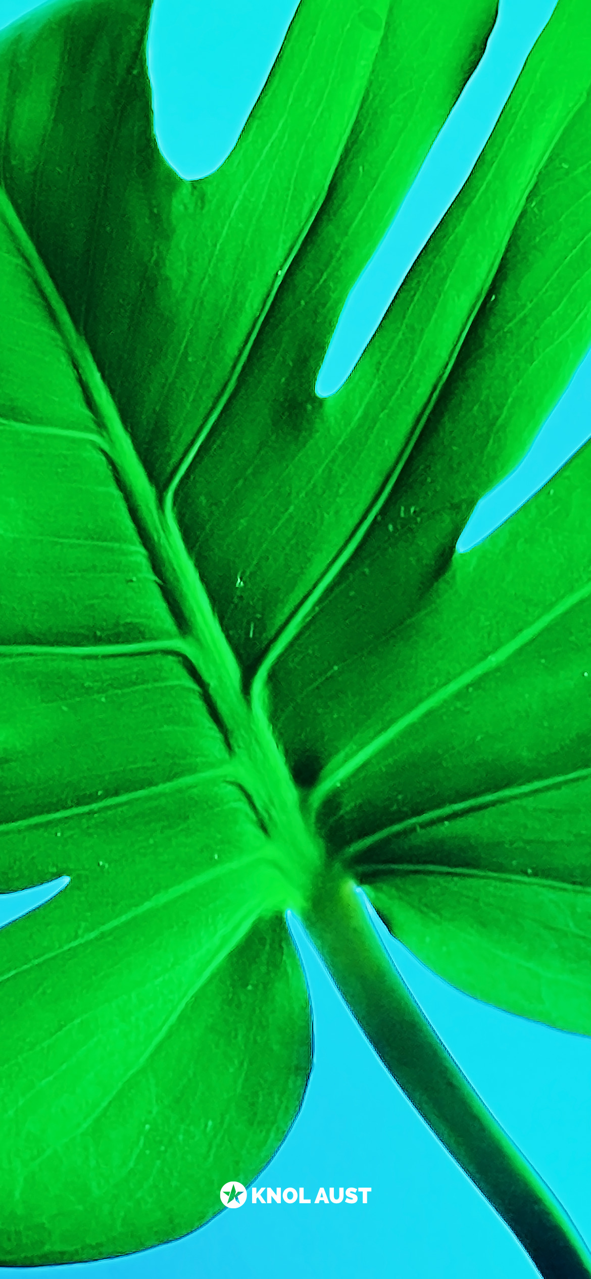 Plant Wallpaper for iPhone