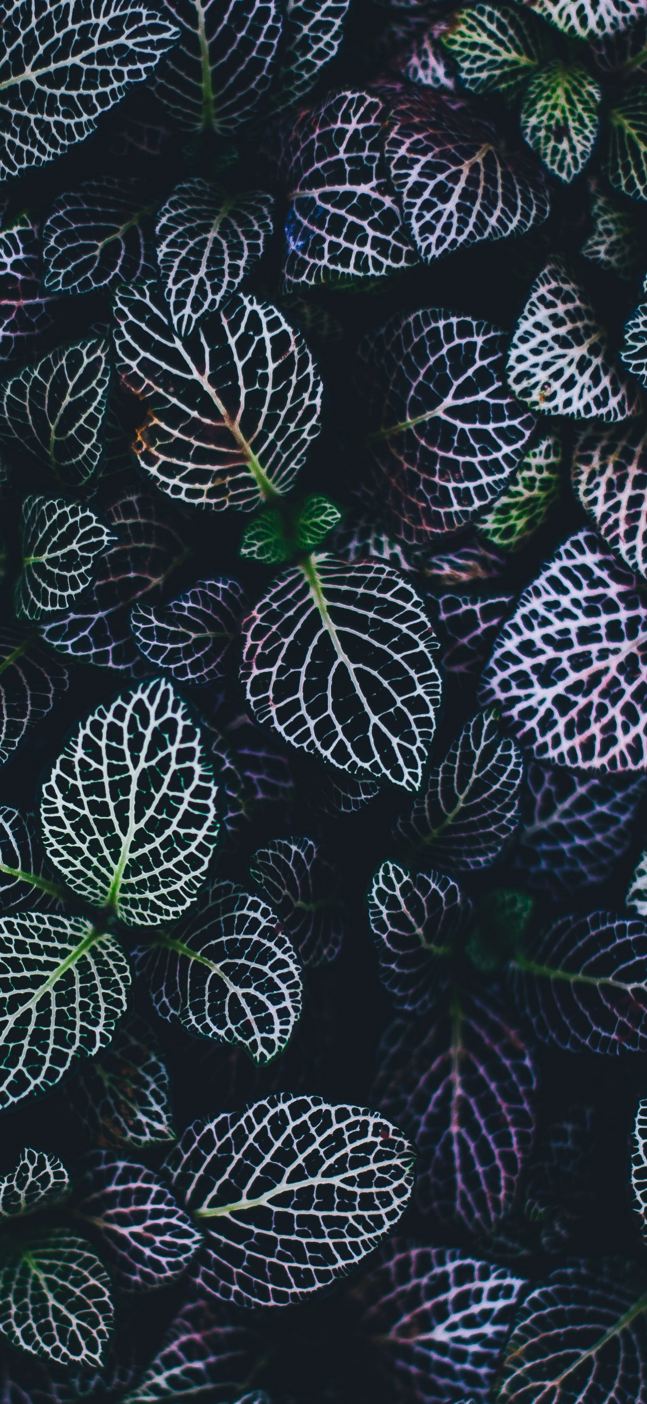 Leaves Wallpaper 4K, Plant, Botanical garden, Pattern