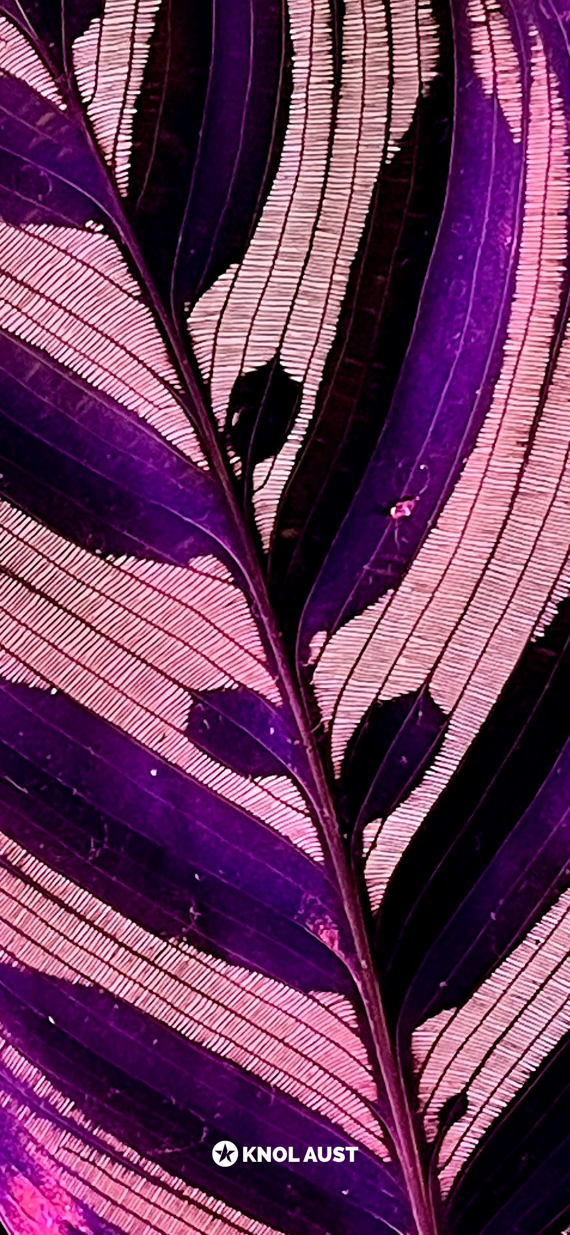 Plant Wallpaper for iPhone