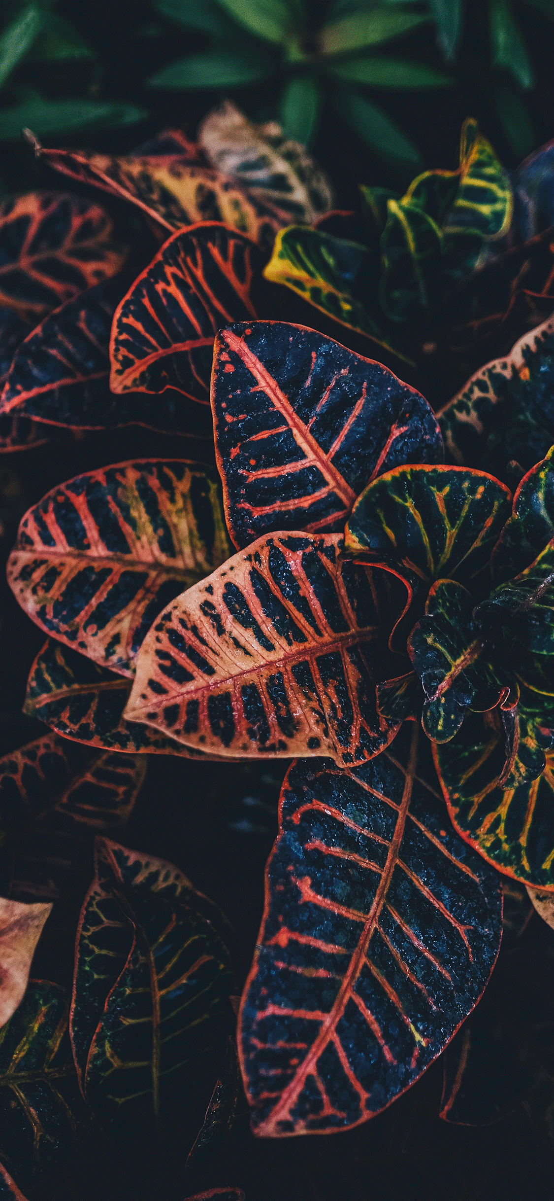 Plants Wallpaper for iPhone 11, Pro Max, X, 8, 7, 6