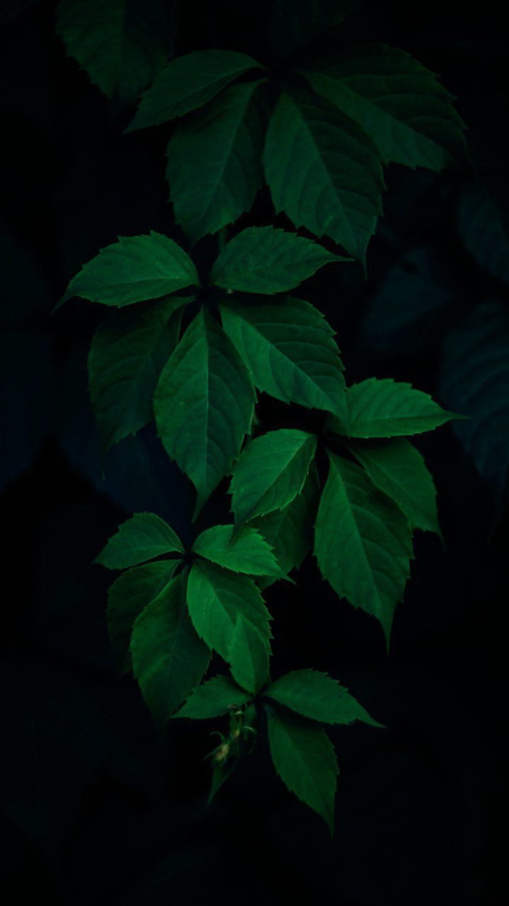 Dark Plants Nature iPhone Wallpaper