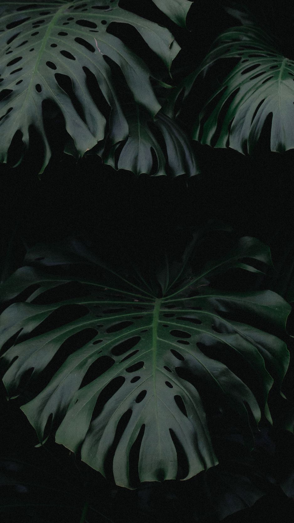 Download Wallpaper 938x1668 Leaf, Green, Dark, Plant Iphone 8 7 6s 6 For Parallax HD Background