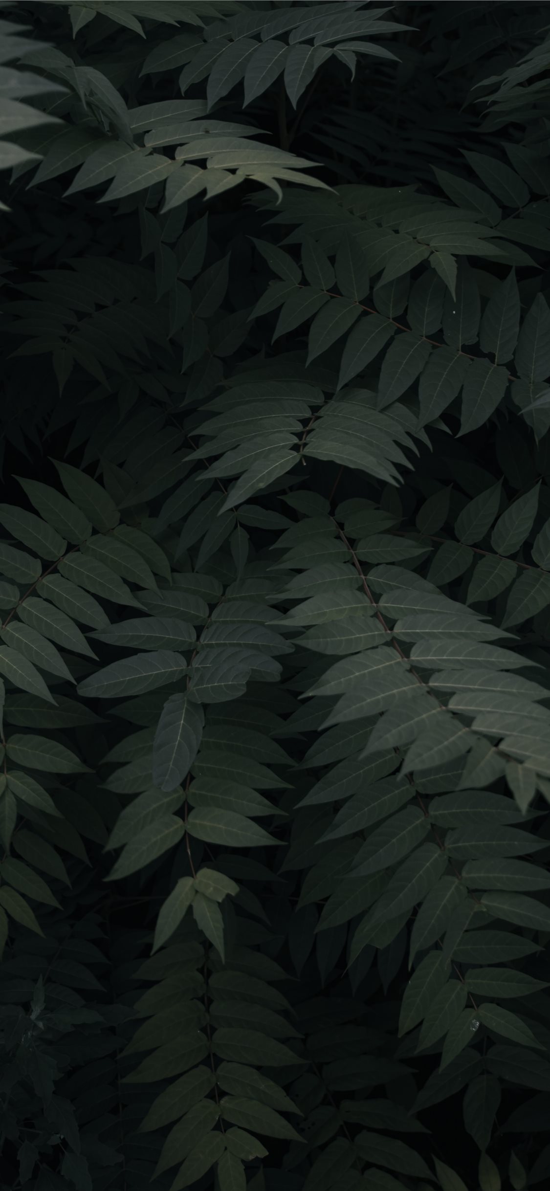 green leefed plants iPhone X Wallpaper Free Download