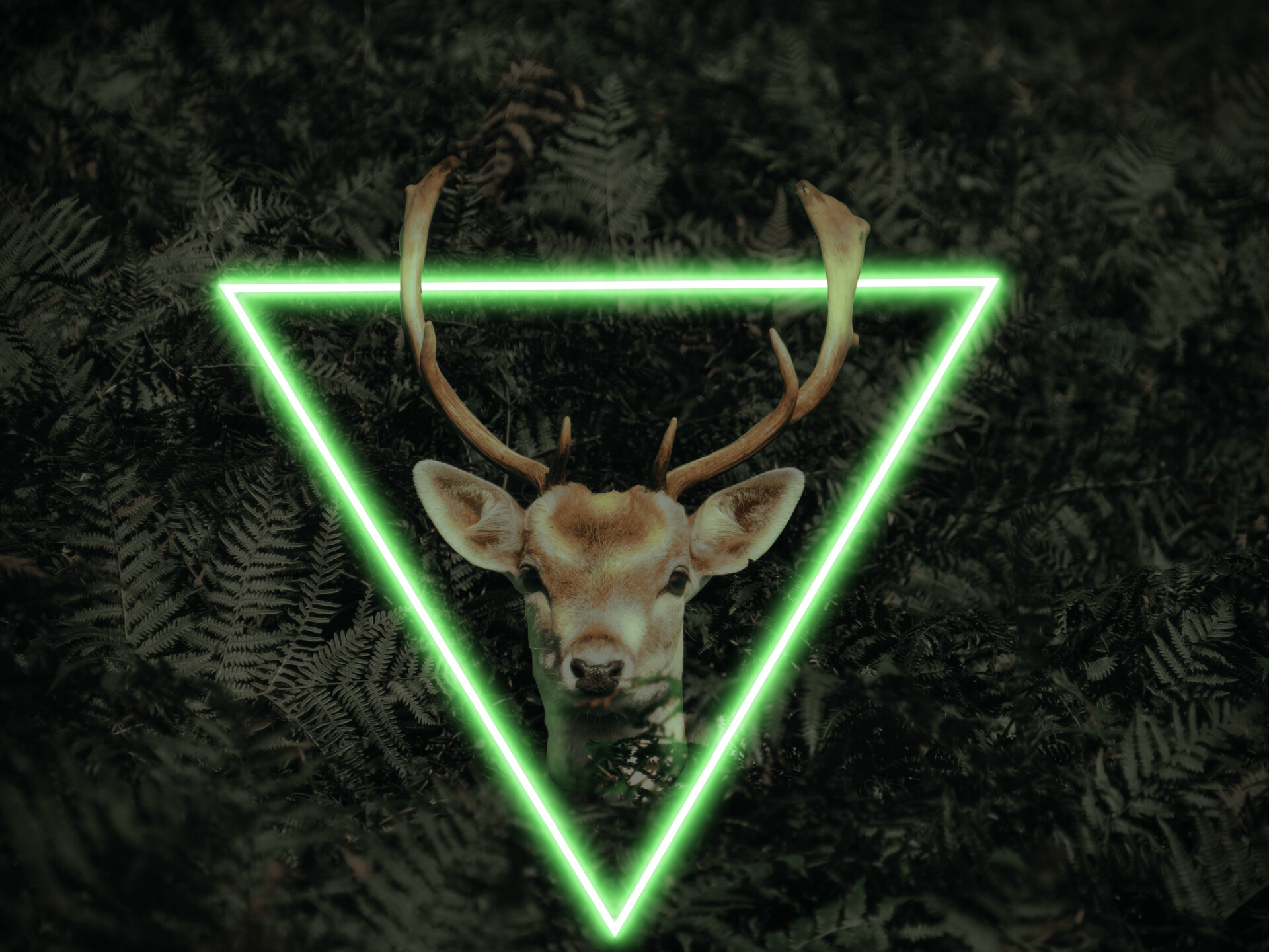 Neon Deer