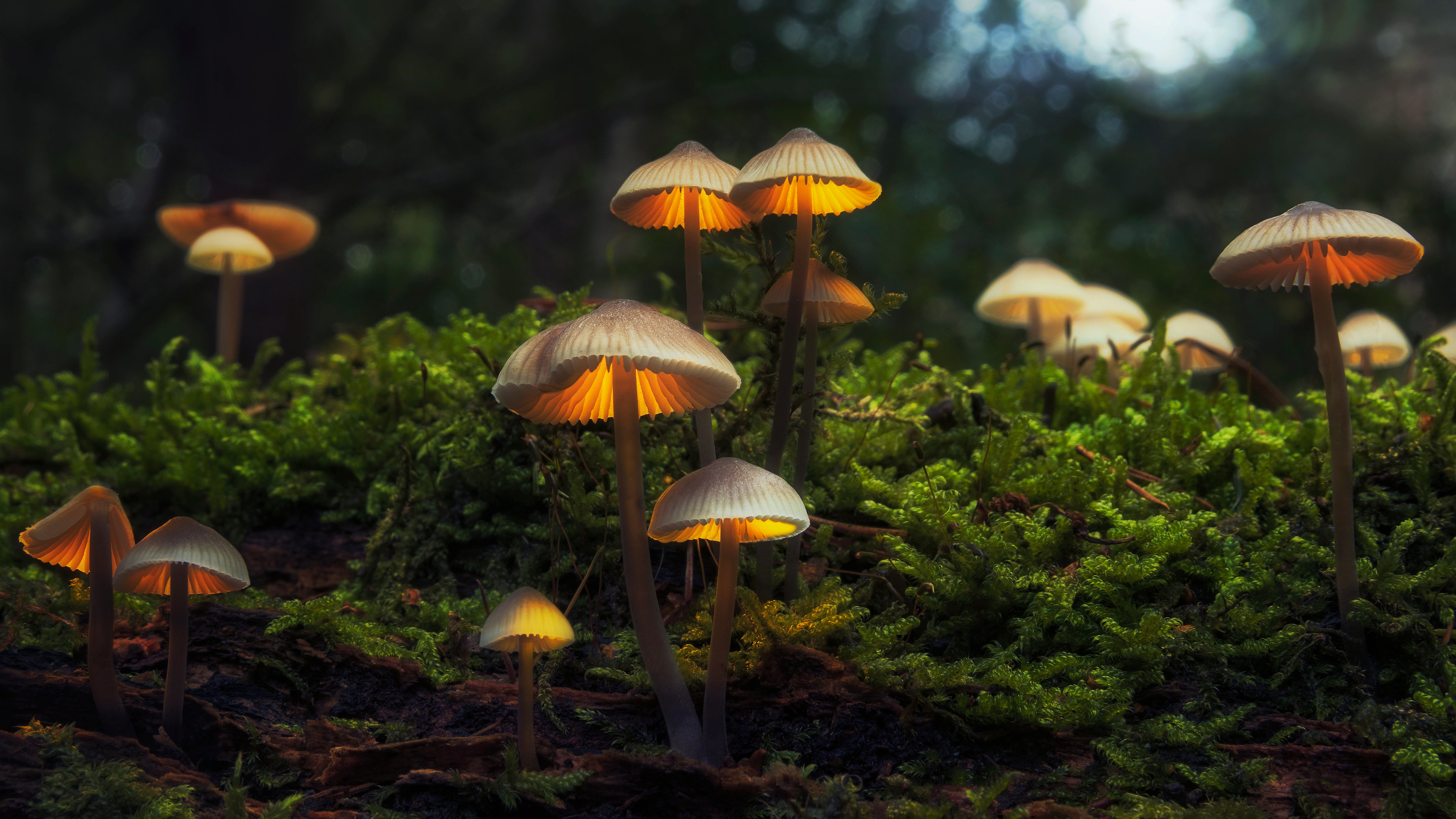 Magical Mushrooms 4k 8k Wallpapers Hd Wallpapers Id 30075