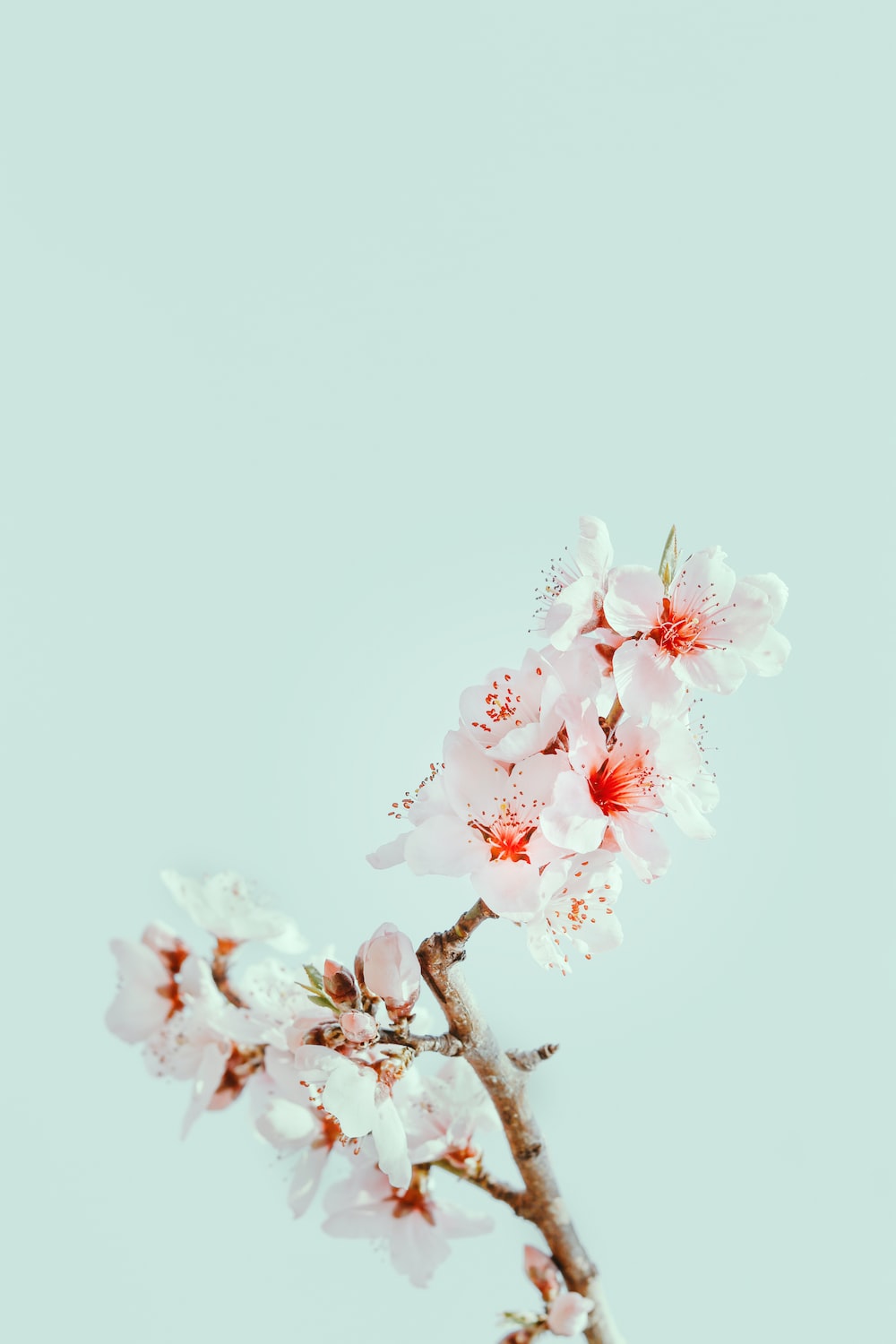 Cherry Blossom Wallpaper: Free HD Download [HQ]