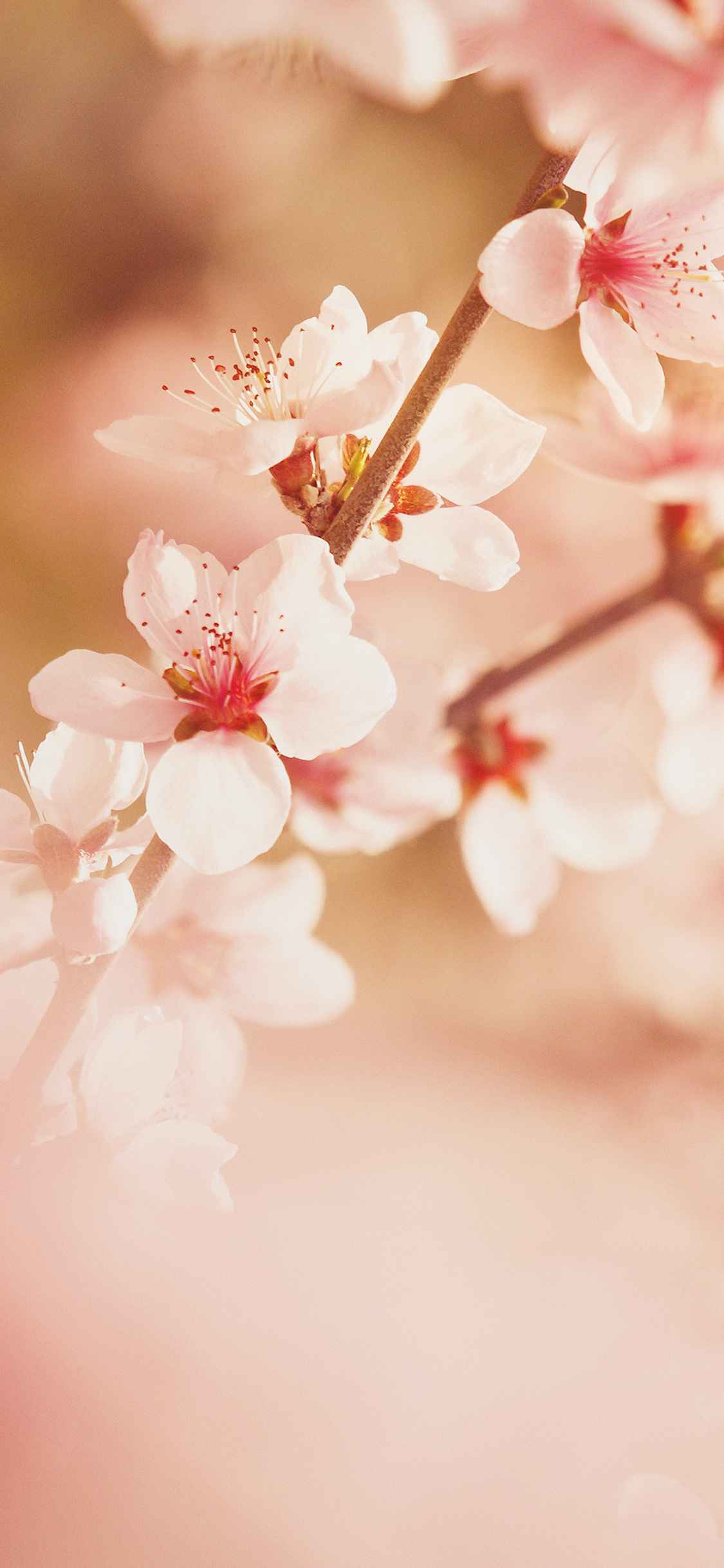 Spring Flower Sullysully Cherry Blossom Nature Wallpaper