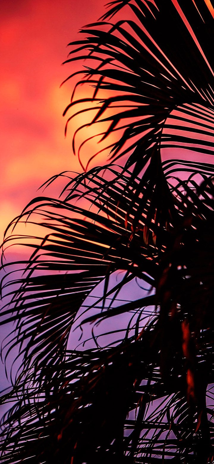 Aesthetic view of dark palm leaves 4K wallpaper [2610x5655] and [1080x2340]