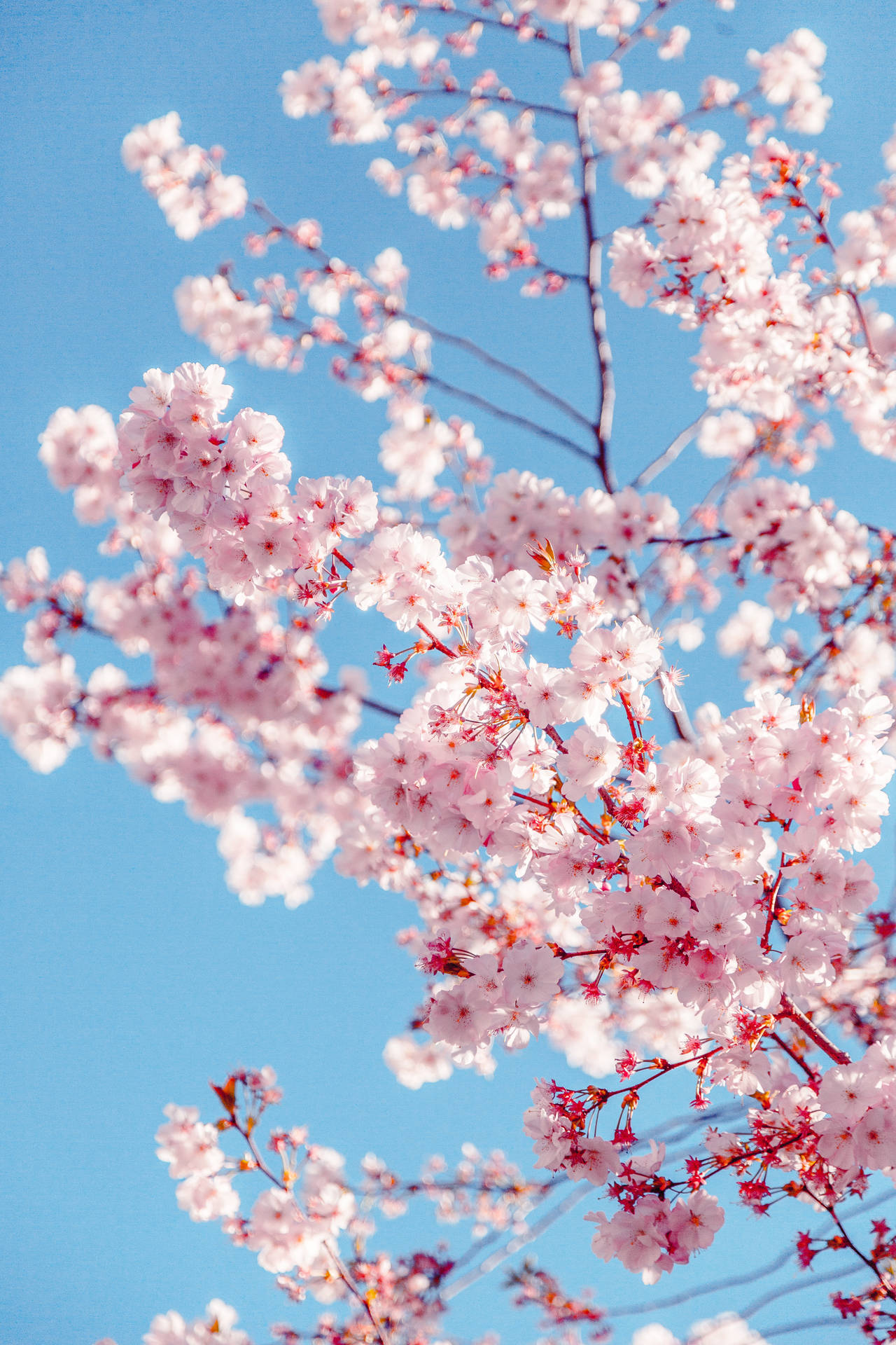 Download Mobile Cherry Blossom Wallpaper