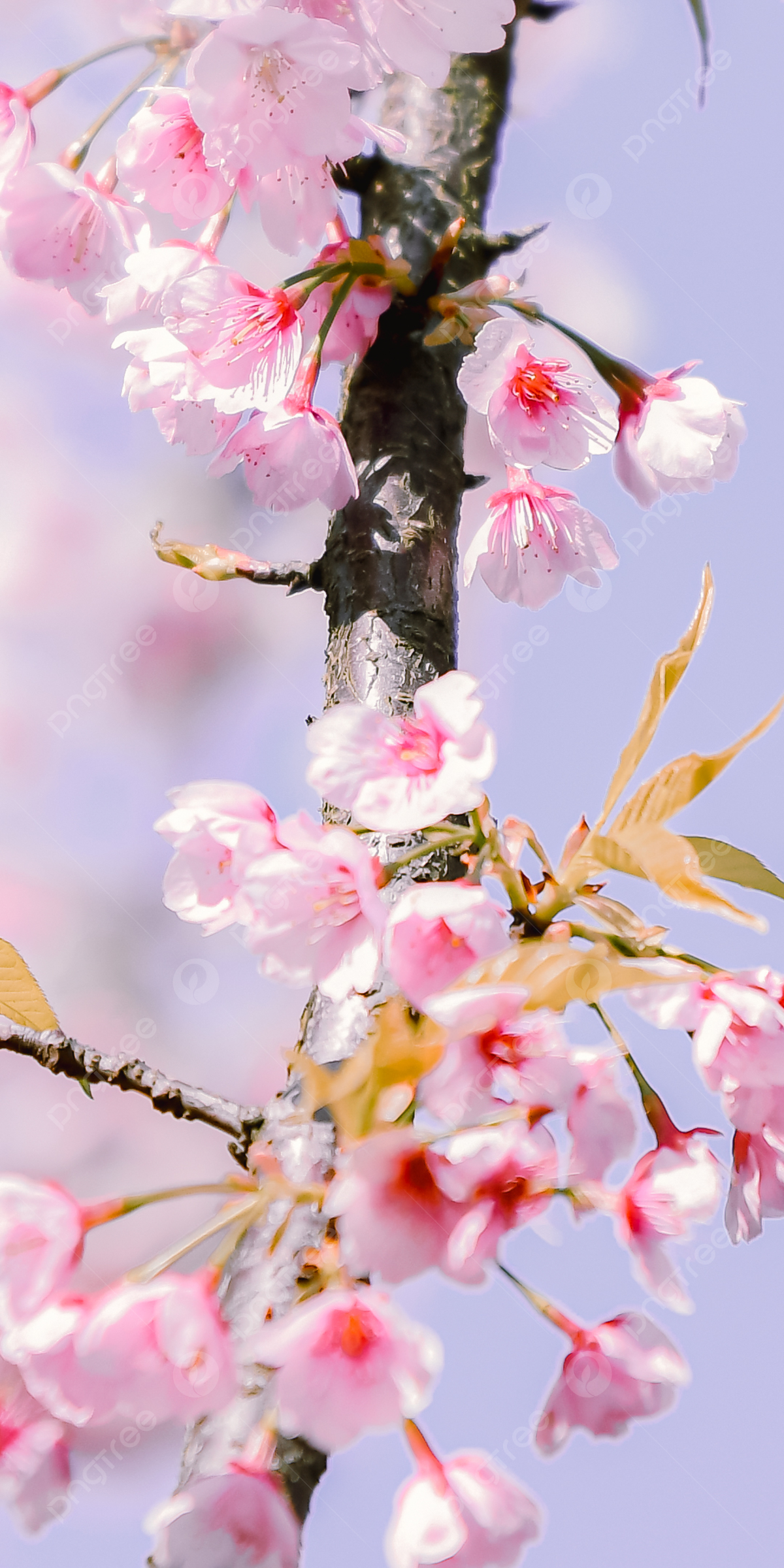 Spring Blooming Cherry Blossom Mobile Phone Wallpaper Background Wallpaper Image For Free Download
