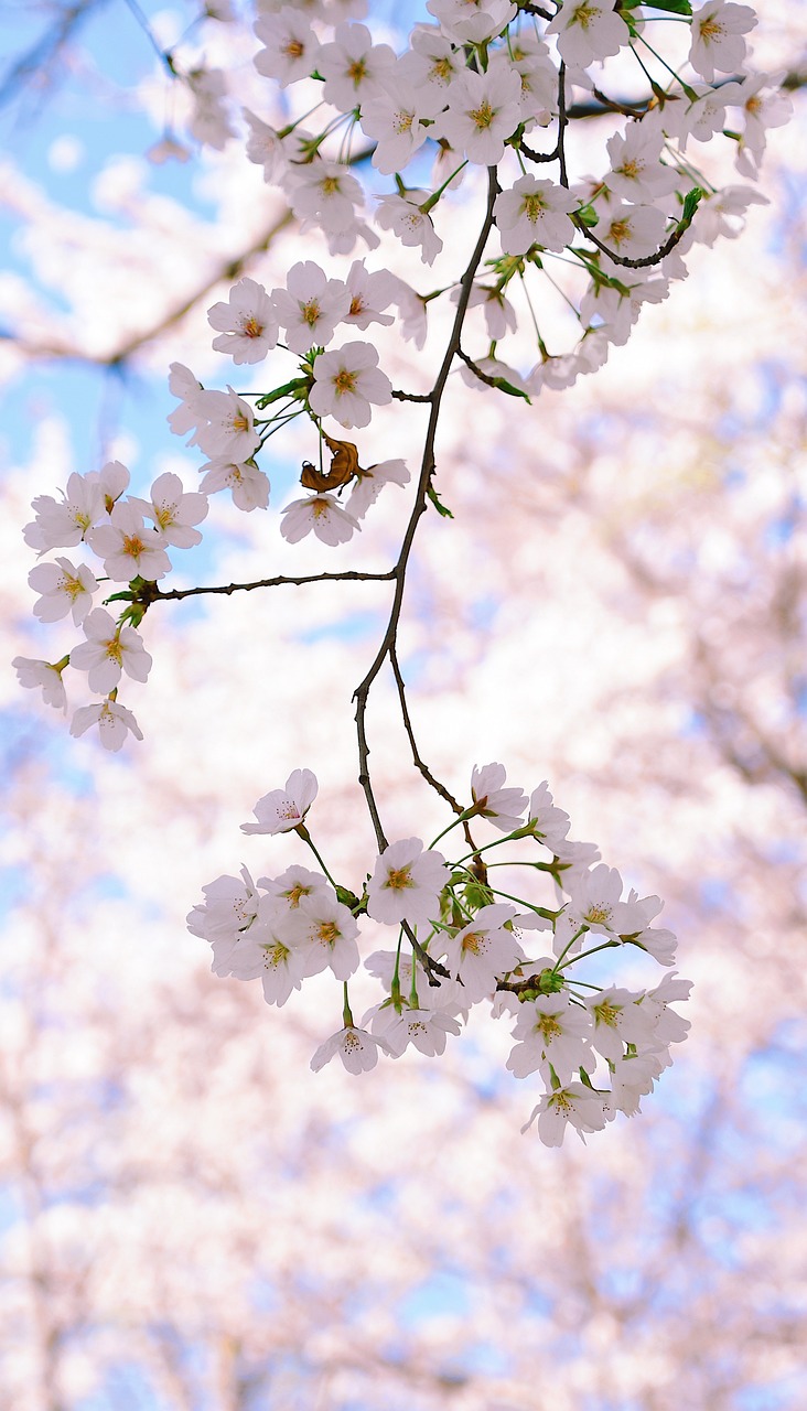 Cherry Blossom Petal Spring