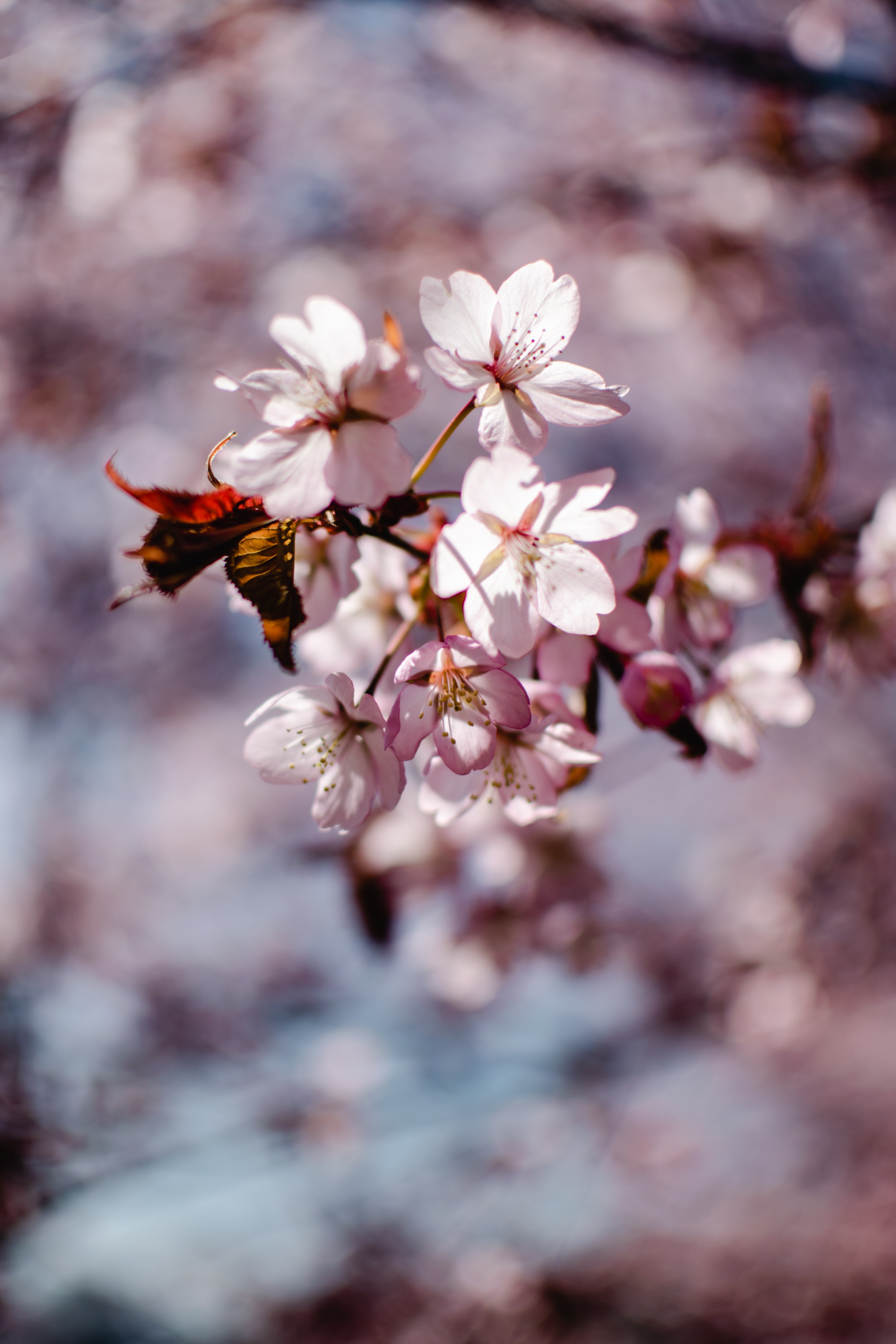 Cherry Blossom Wallpaper Photo, Download The BEST Free Cherry Blossom Wallpaper & HD Image