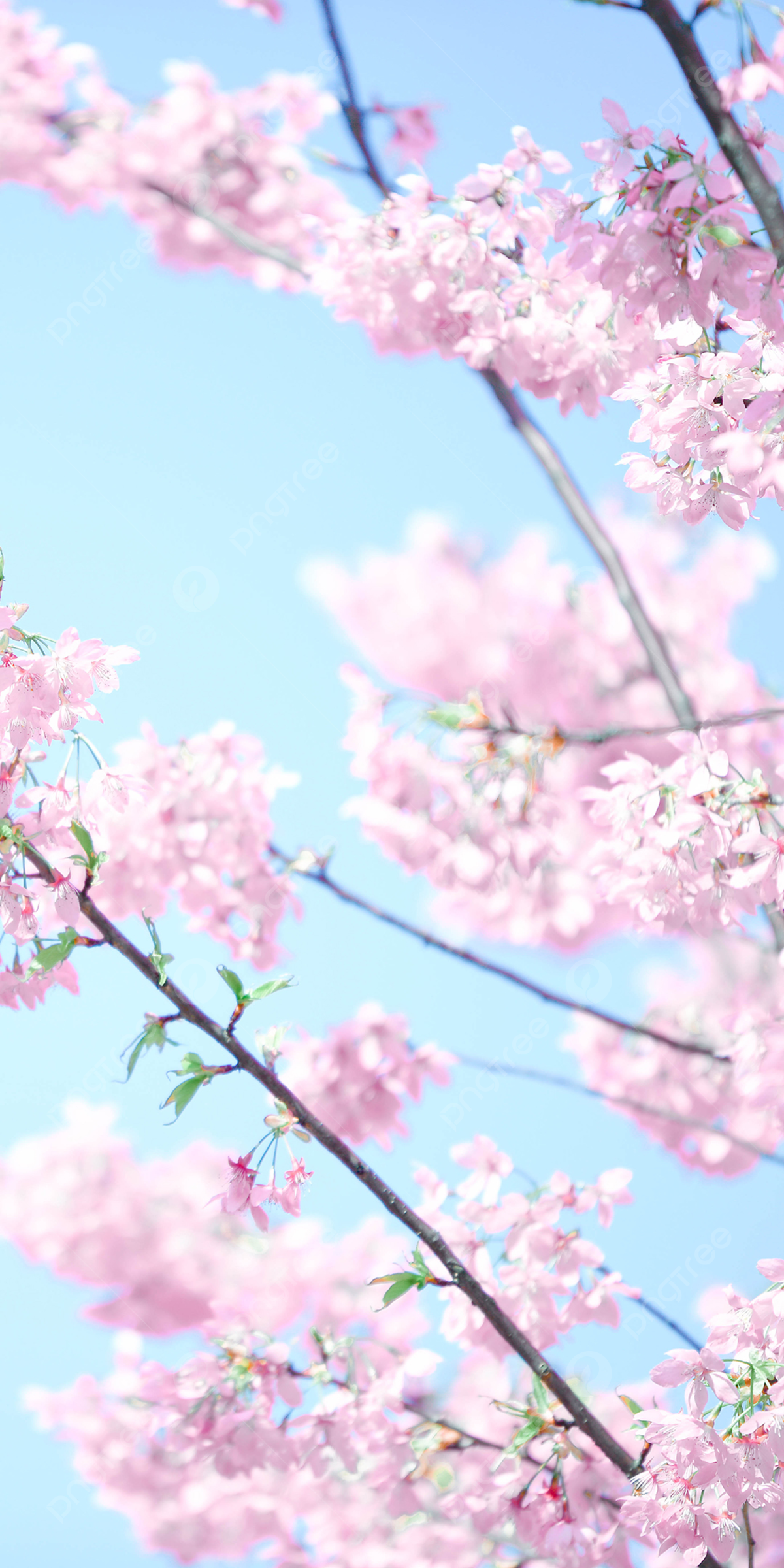 Sakura Vertical Version Of Cherry Blossom Romantic Spring Pink Phone Wallpaper Background And Picture For Free Download