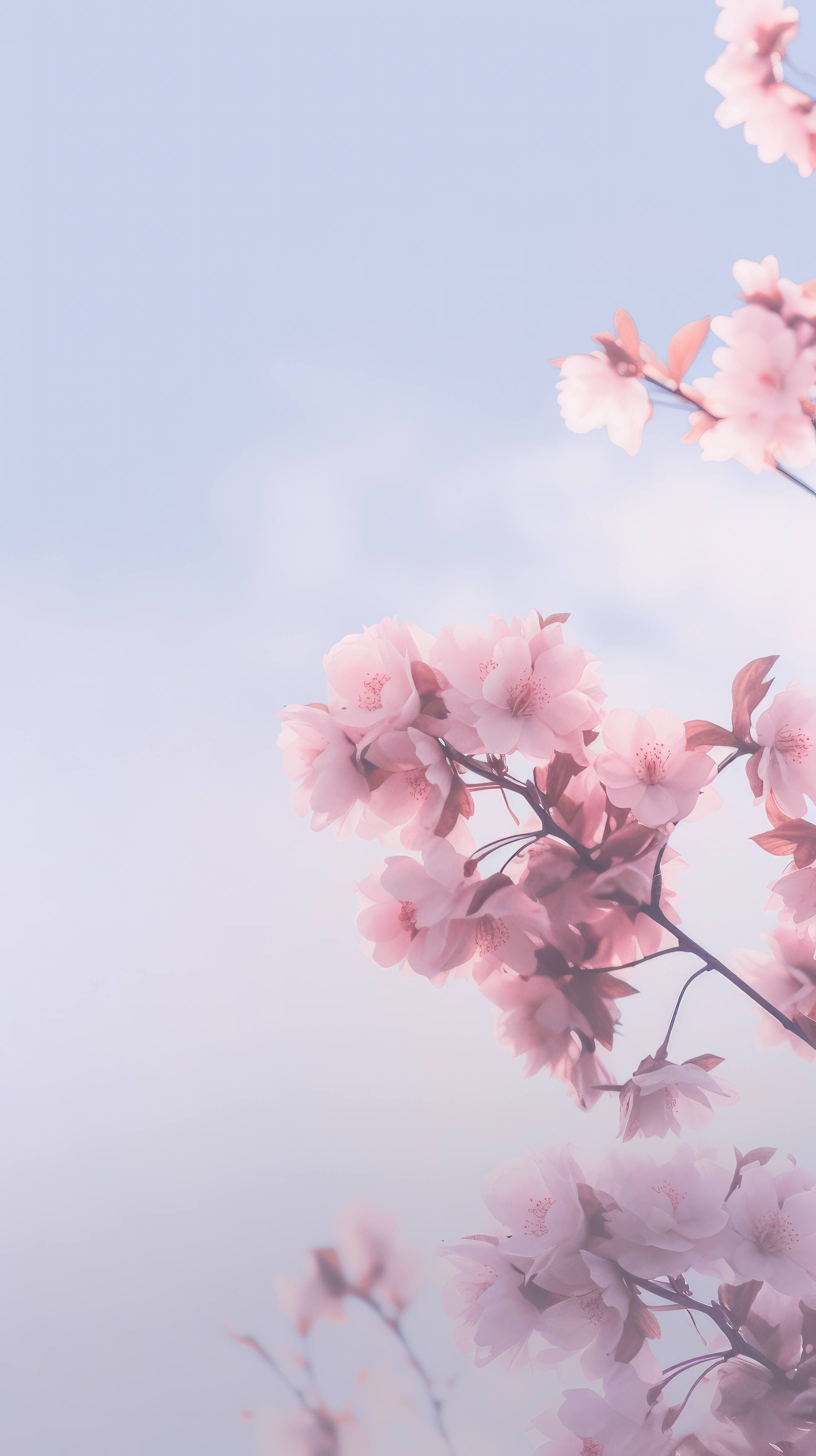 A dreamy floral wallpaper featuring delicate pink cherry blossoms against a hazy pastel sky