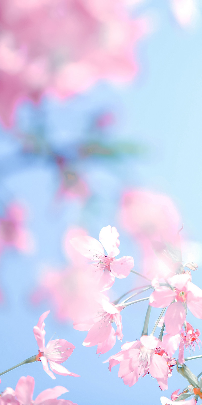 Pink Cherry Blossom Background Flower Blurred Mobile Phone Wallpaper. PSD Free Download